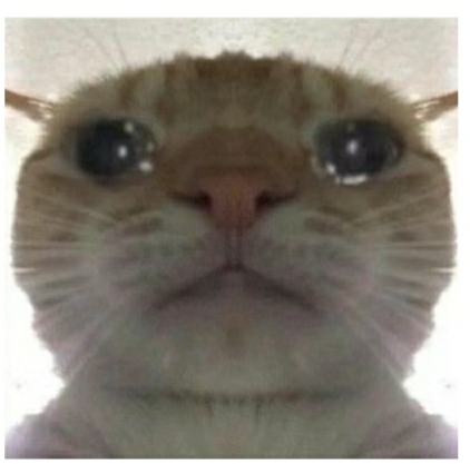 小猫#表情包# 可拿#搞笑表情包# 《广西大师》老鼠战歌