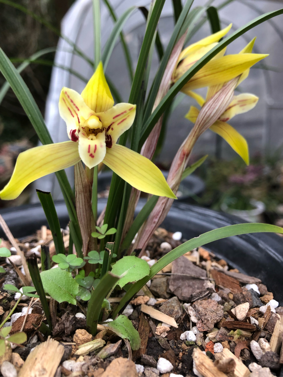 春兰黄花三星蝶,一棵弱草竟然来了四个花苞,努力绽放的样子比什么都美