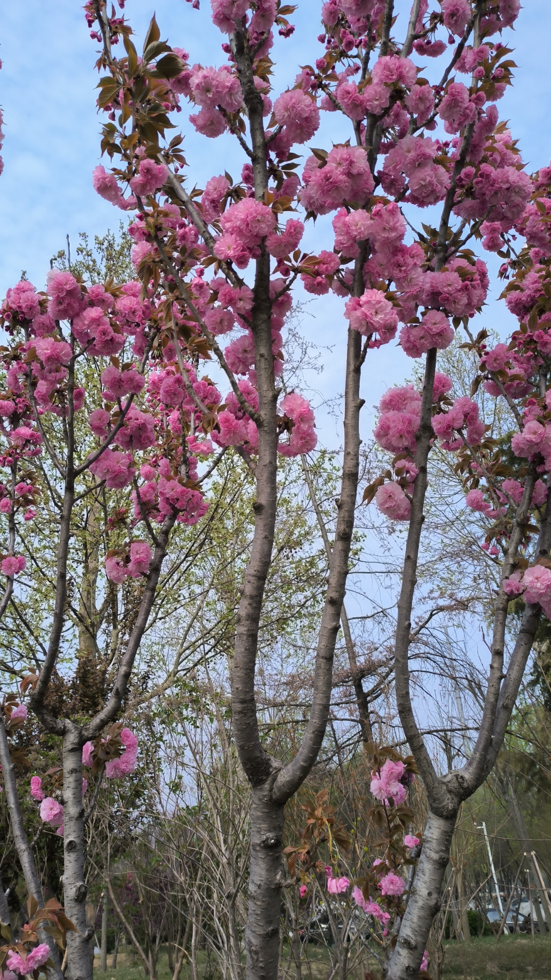 七律  暮春吟……兼咏樱花 和煦春风布谷催, 梨花飘雪白头稀.