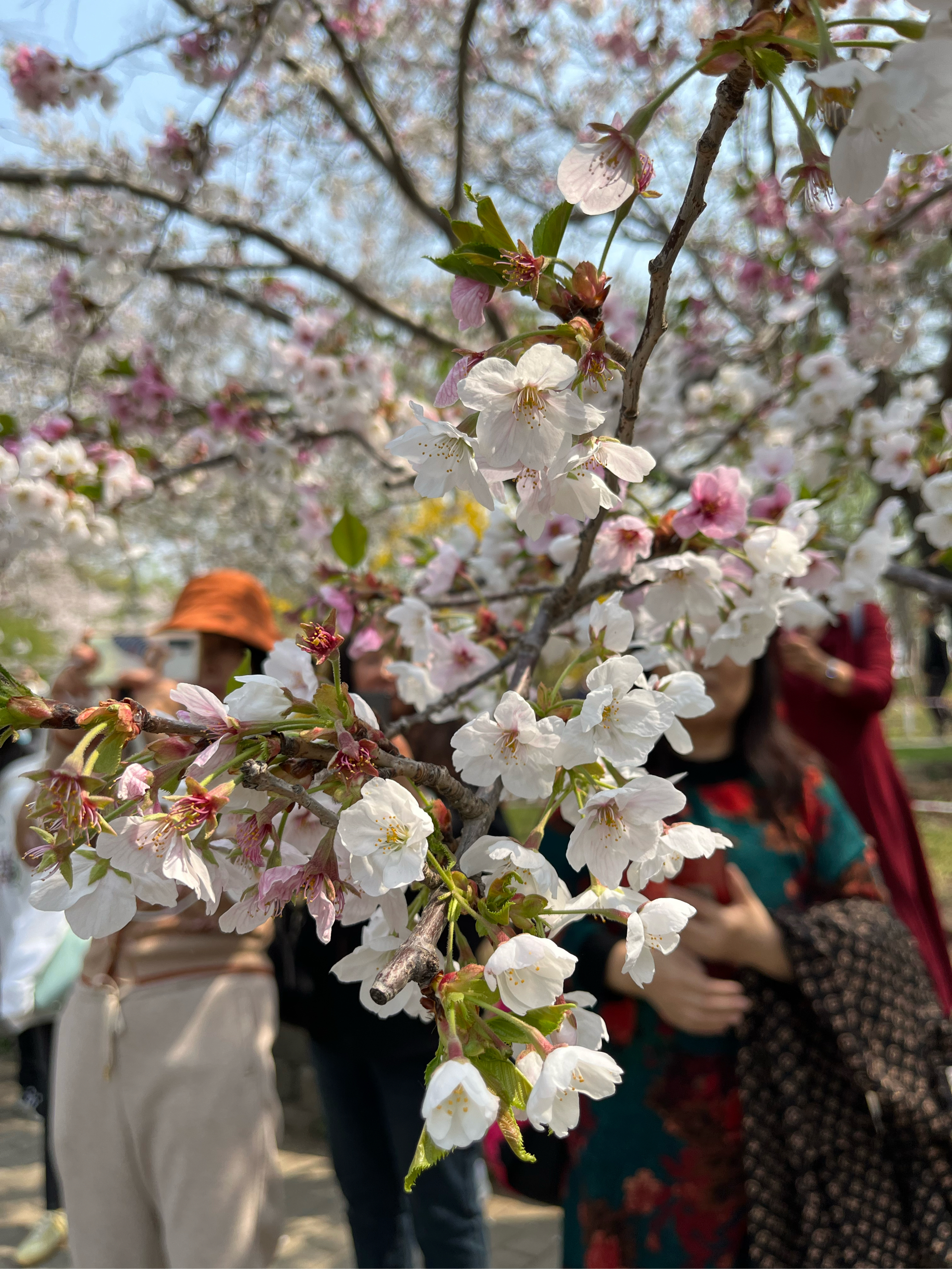 玉渊潭公园赏花图片