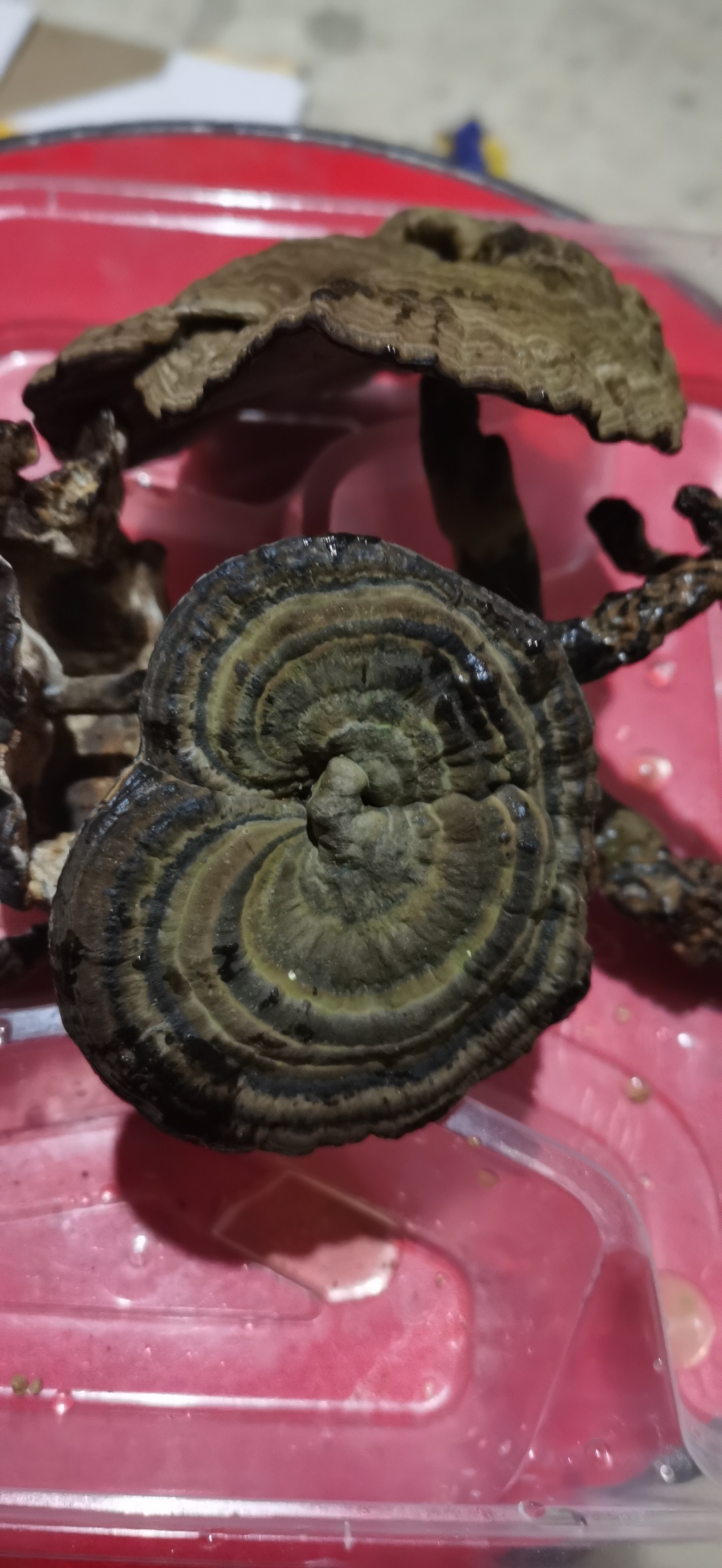 快来瞧瞧这株别具一格的灵芝,它的颜色仿佛是大自然的调色盘,深褐色