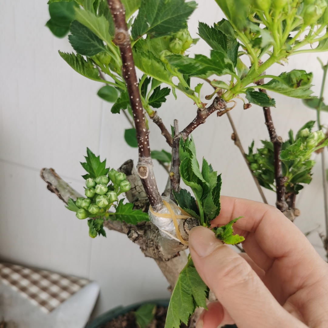 #春日生活山楂枝条山楂树没有叶子的树枝的