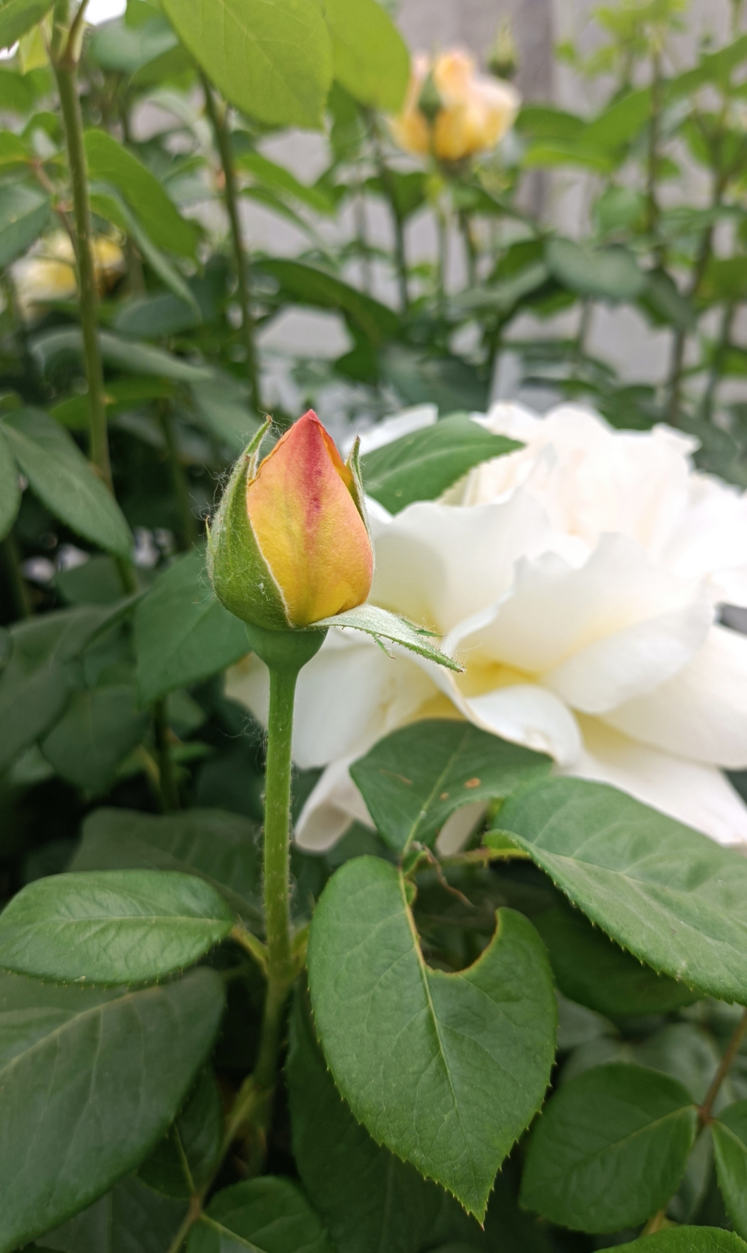 "一朵浅黄色带红边的玫瑰花蕾,静静地倚在绿叶之间,仿佛在低语春天的