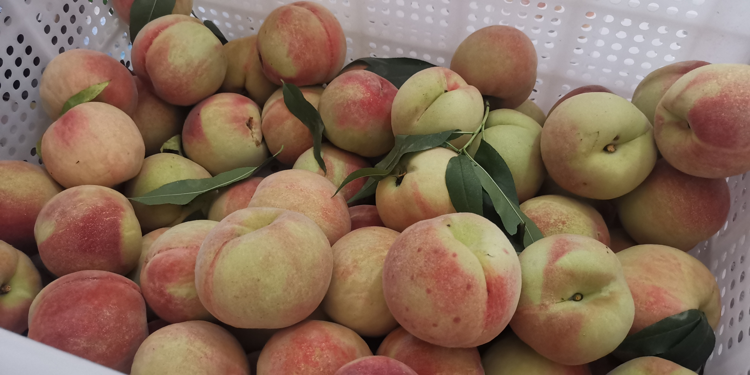 【古田水蜜桃(甜桃)今天上市啦!