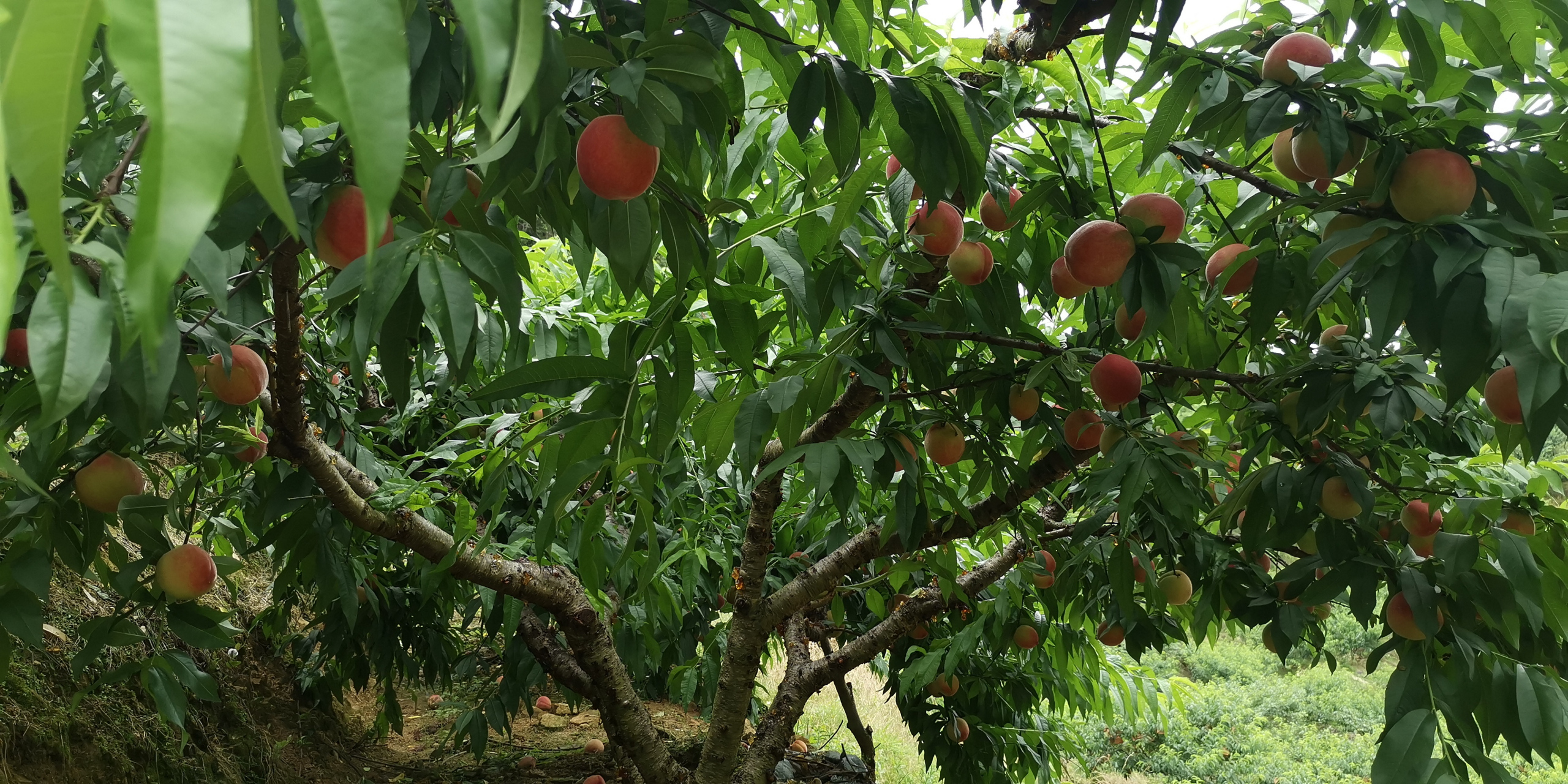【古田水蜜桃紧急通知,订单激增发货迟延】由于订单激增,今天下单白凤