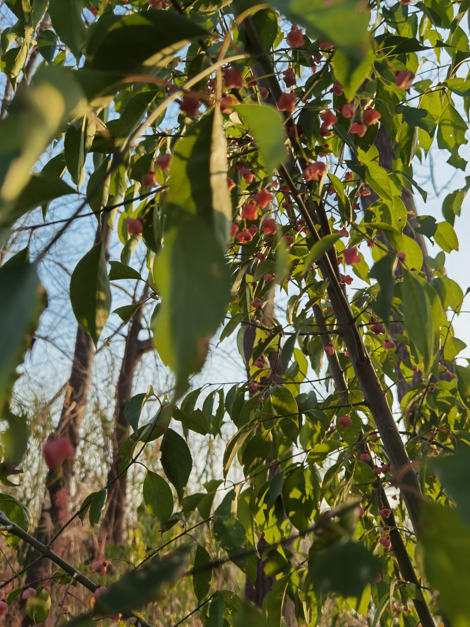 明朝——严嵩. 元朝——伯颜. 宋朝——秦桧. 唐朝——安禄山.