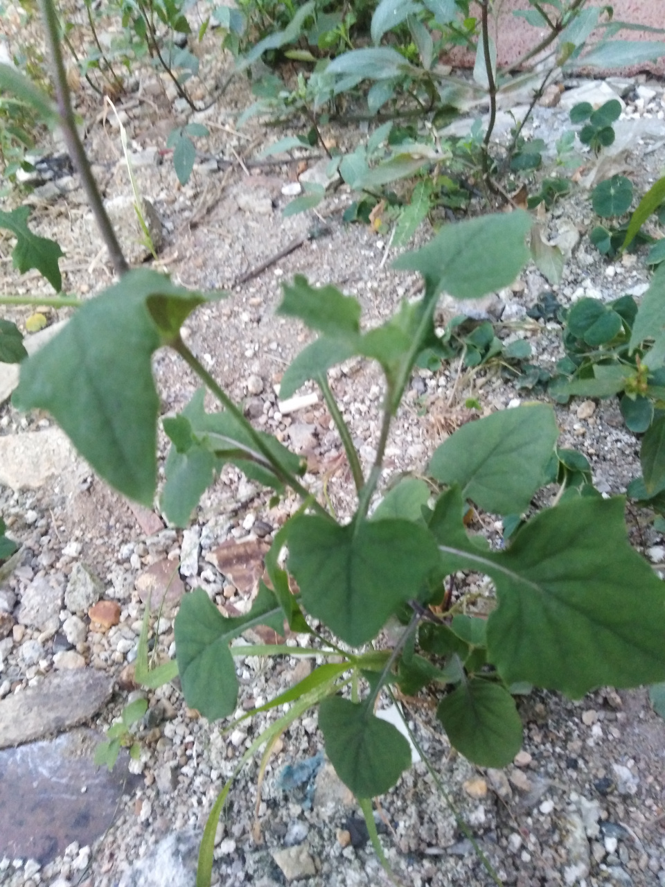 这个叫一点红很像蒲公英,有谁知道他功效作用啥用.