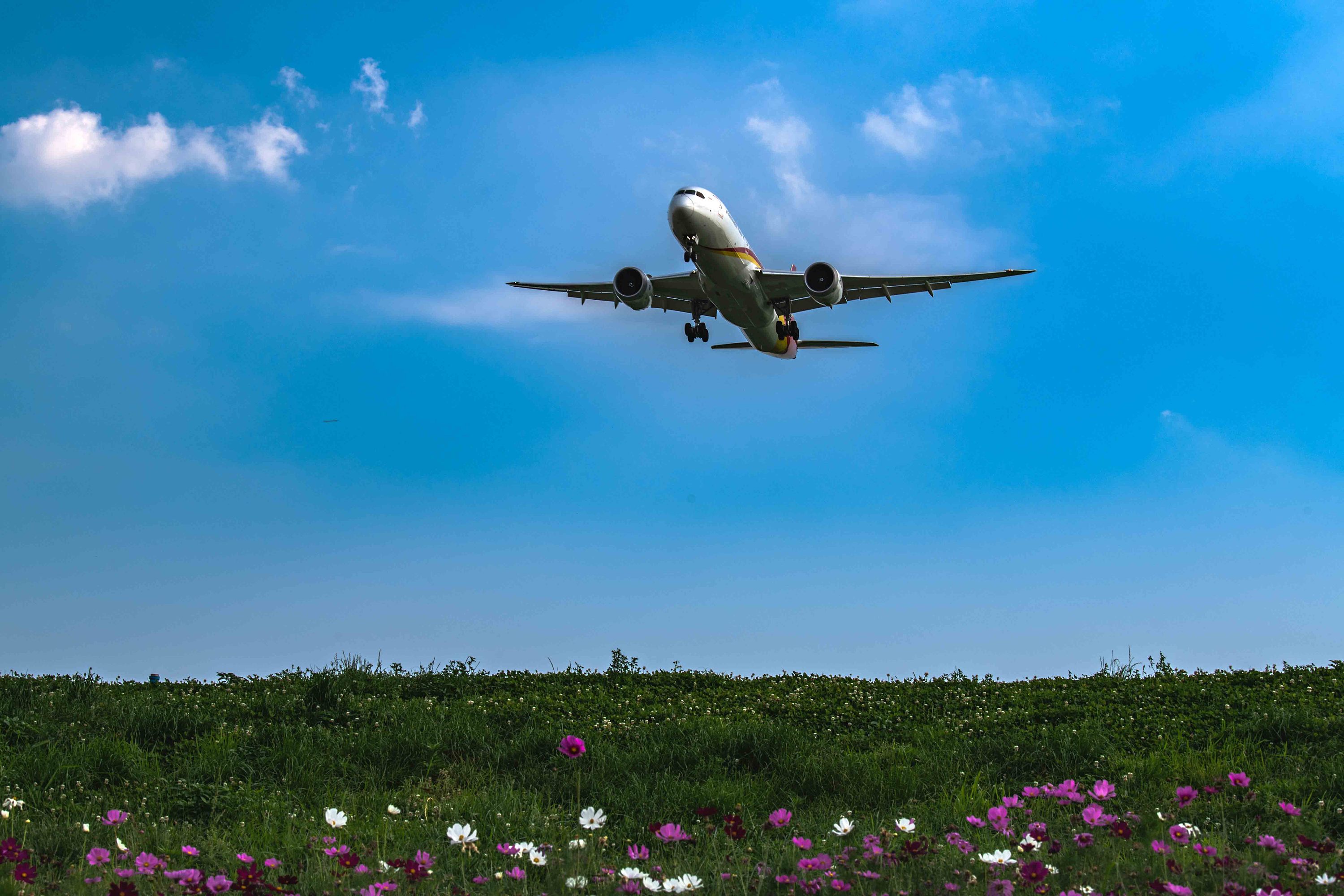 双流空港花田图片