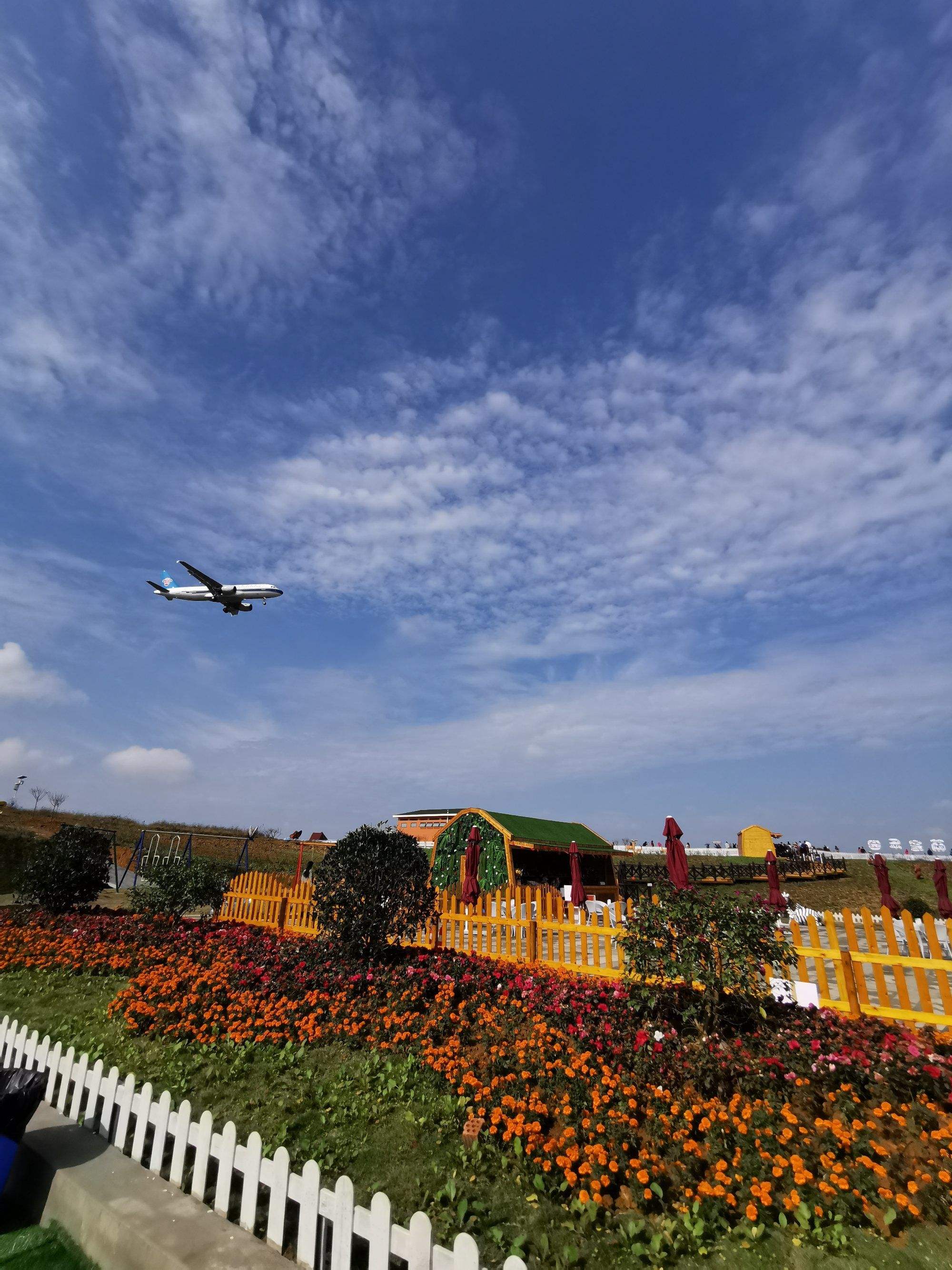 成都空港花田照片图片