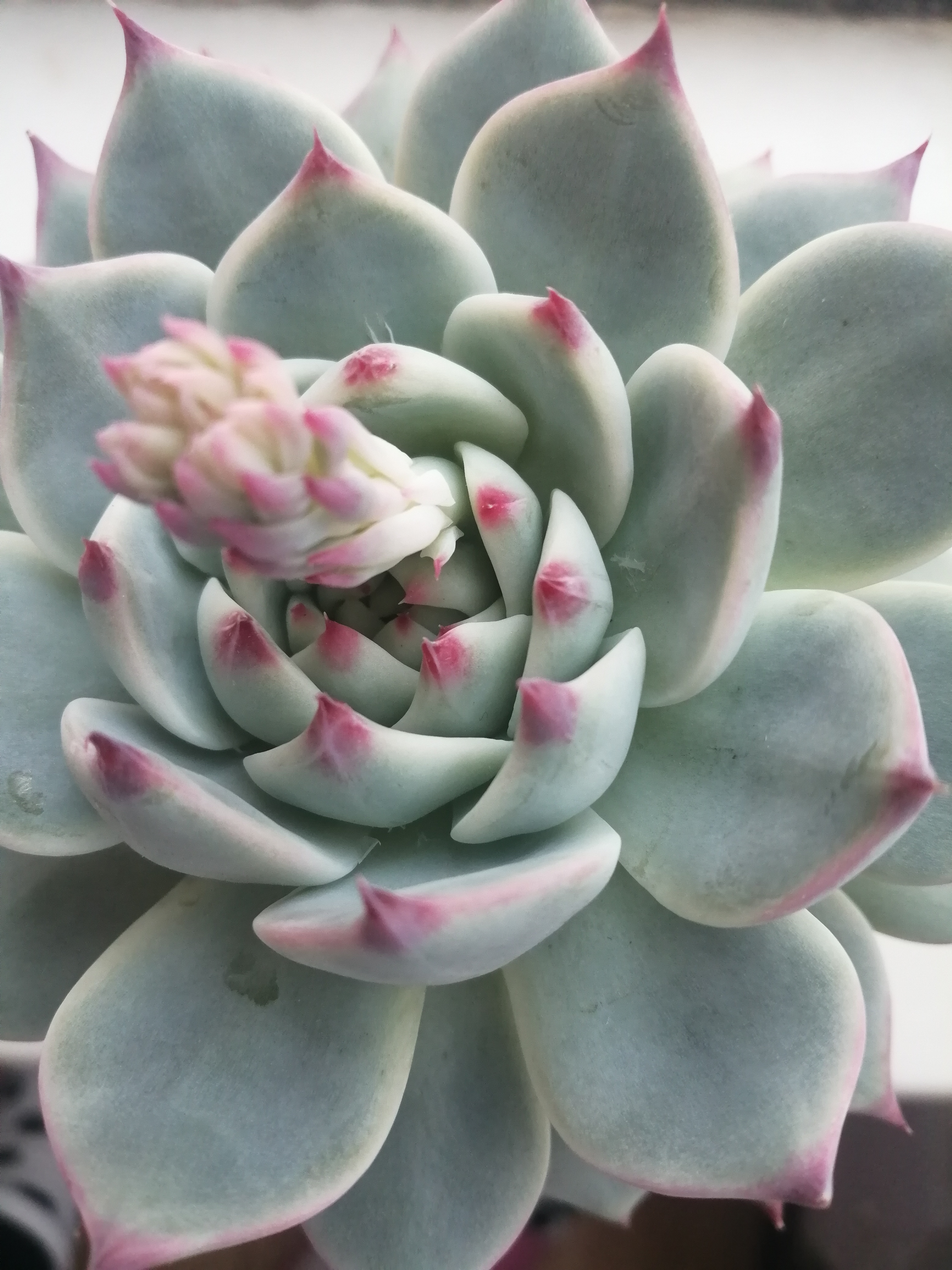 多肉植物开花的样子图片