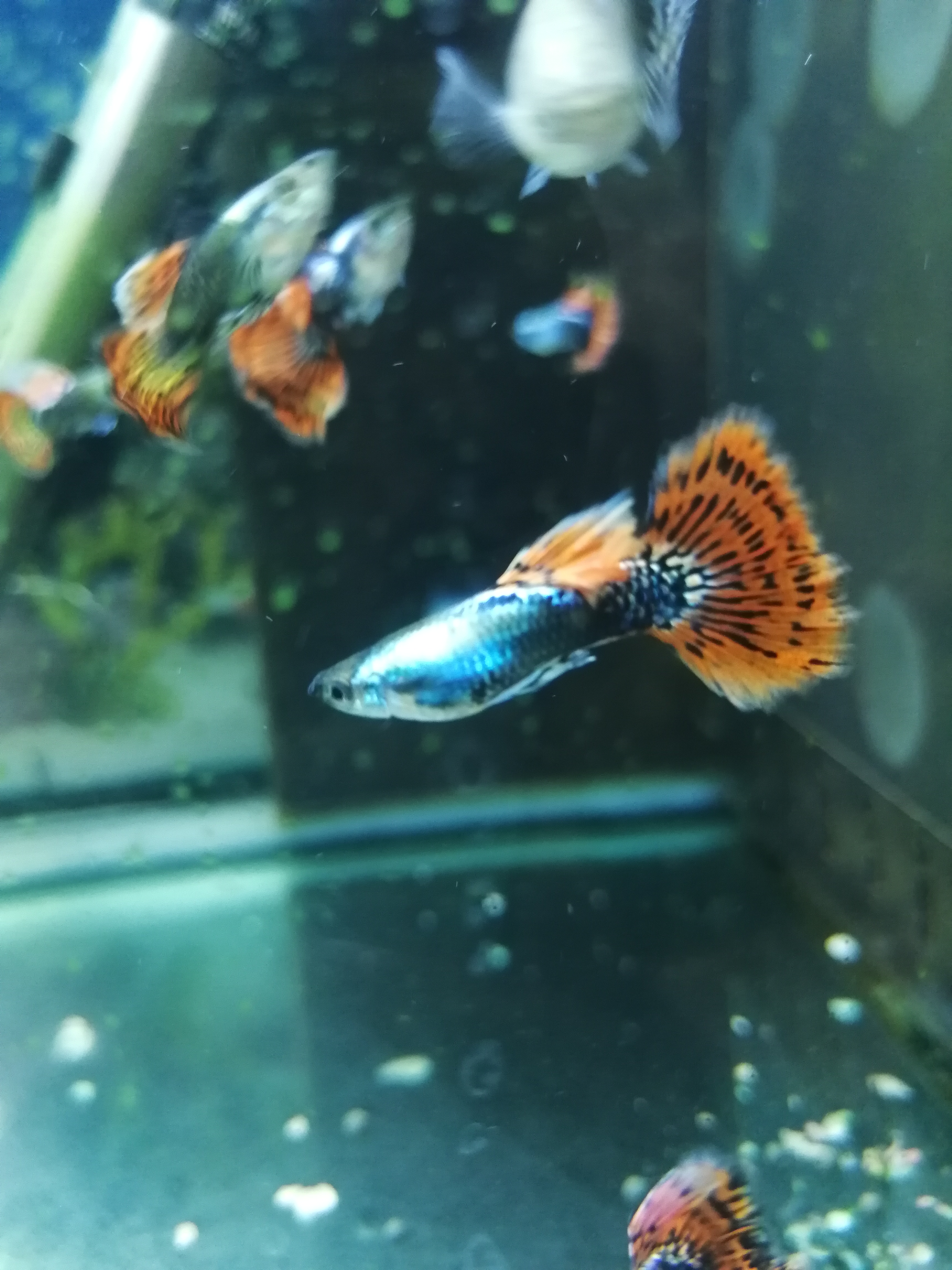 大耳朵孔雀鱼