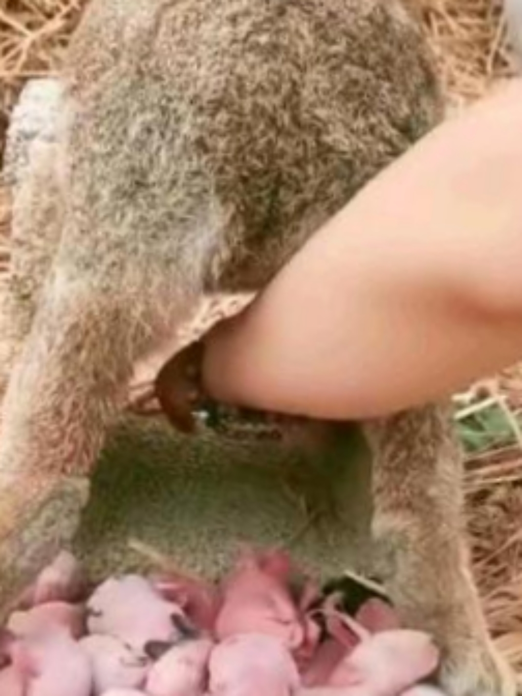 看这热闹劲儿,不知道的还以为她要组建一支"兔子军团"来攻占胡萝卜田