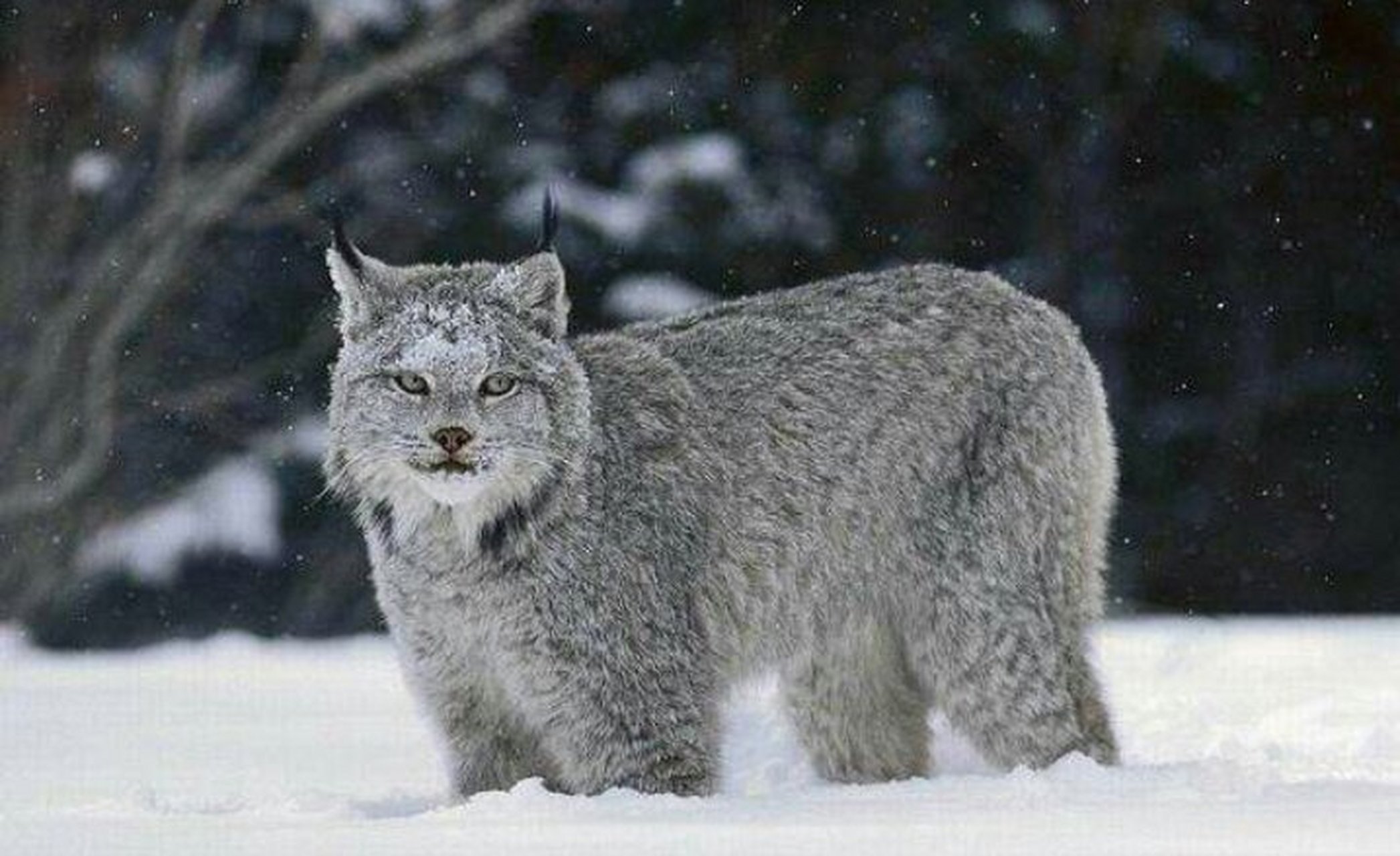 猞猁(学名:lynx(山狸子:属于猫科,体型似猫而远大于猫,体粗壮,尾极