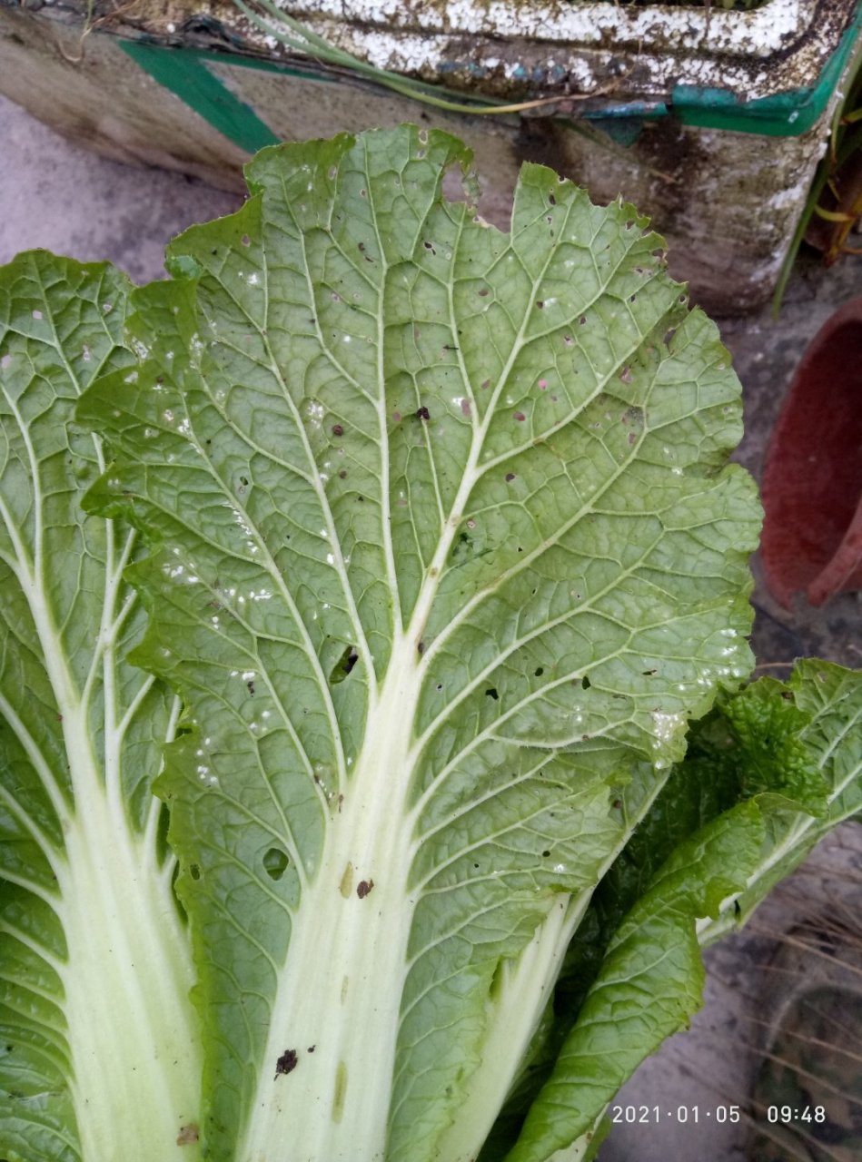 这个白菜的白点是什么病?