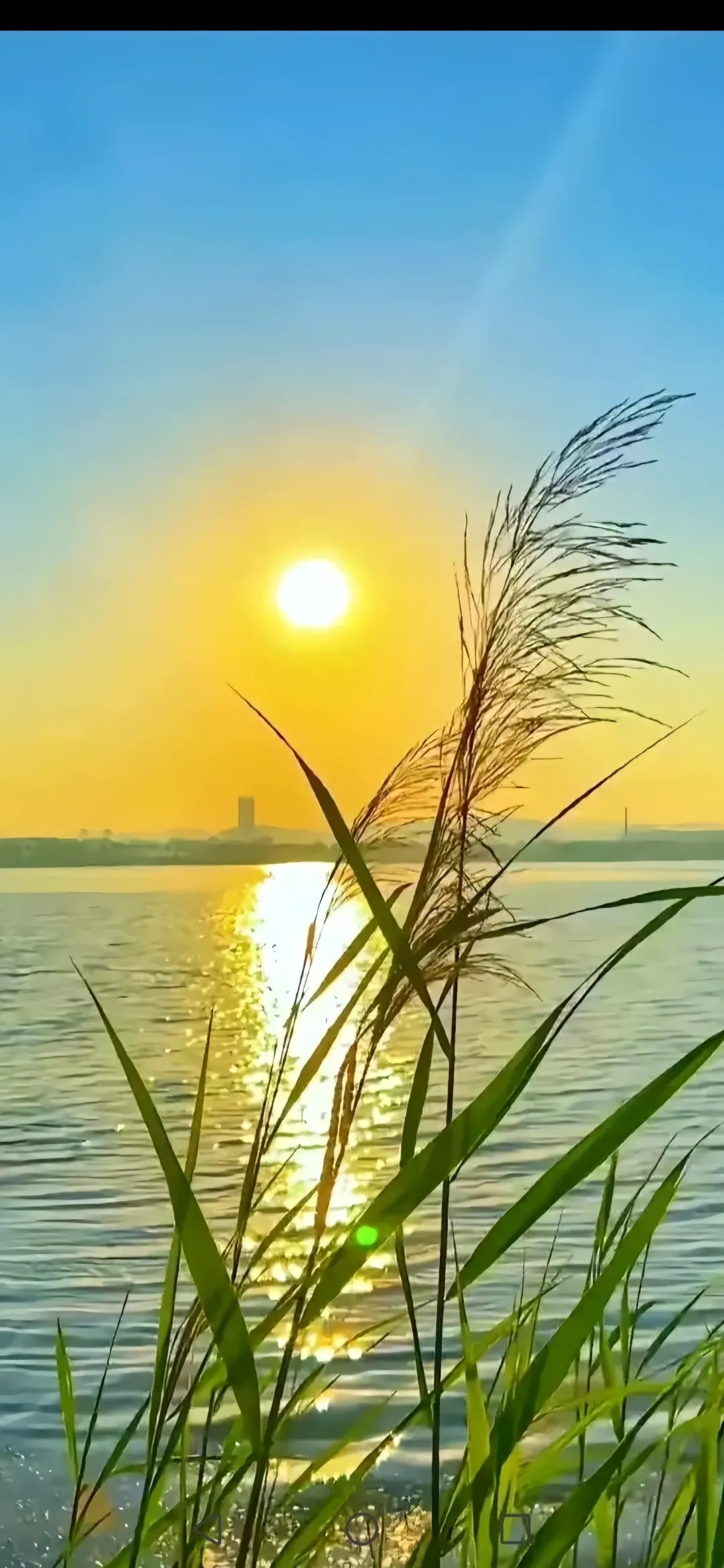 配图:夕阳下的湖面美景,水面反射出美丽的光芒,芦苇在风中摇曳