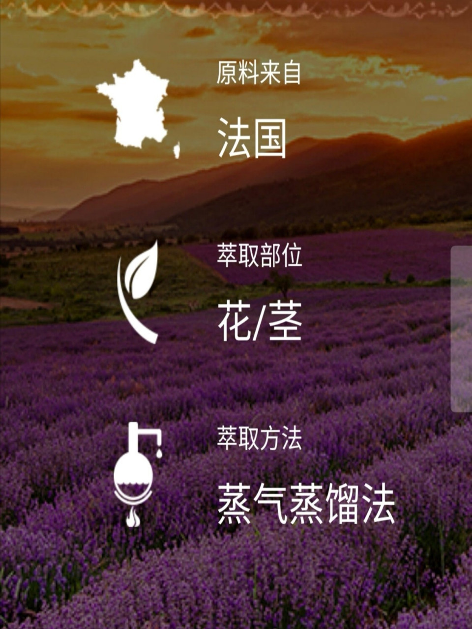 精油新手入门级,先从这款精油开始用薰衣草精油 精油是从植物萃取而来
