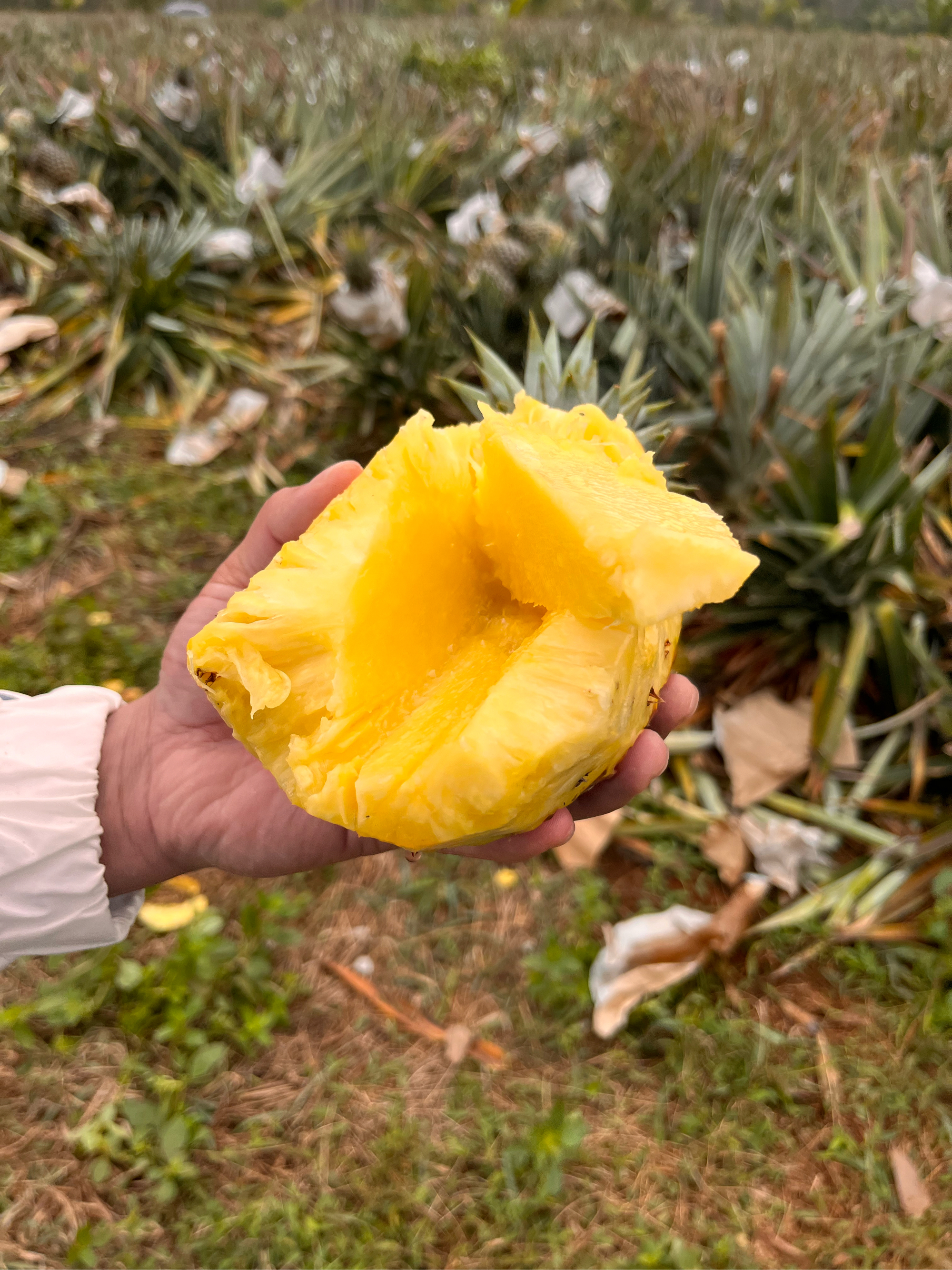 金桂花菠萝图片