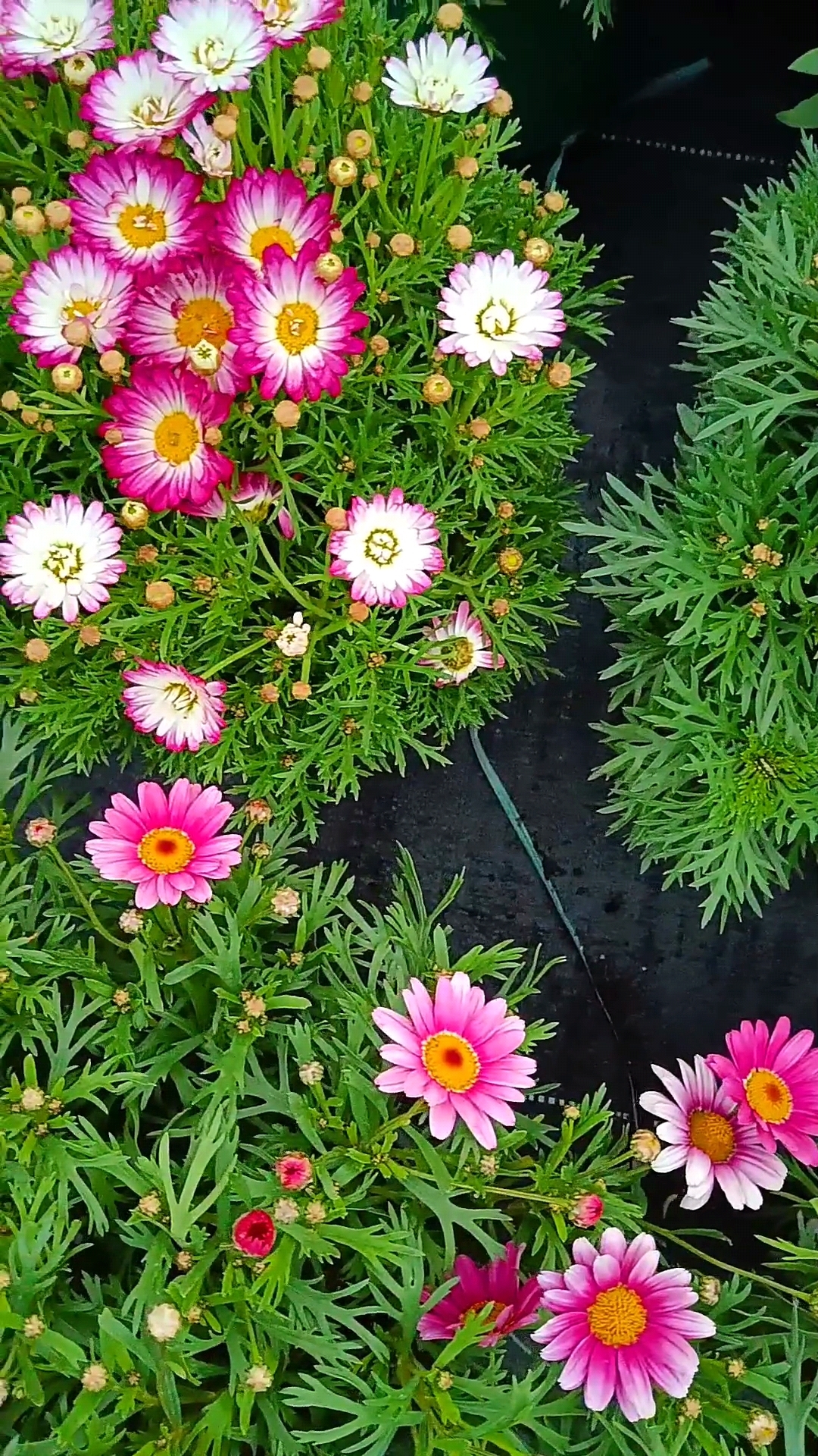 这些茼蒿菊真漂亮啊!94有的盛开了,有的凋谢了,但它们都很好看.