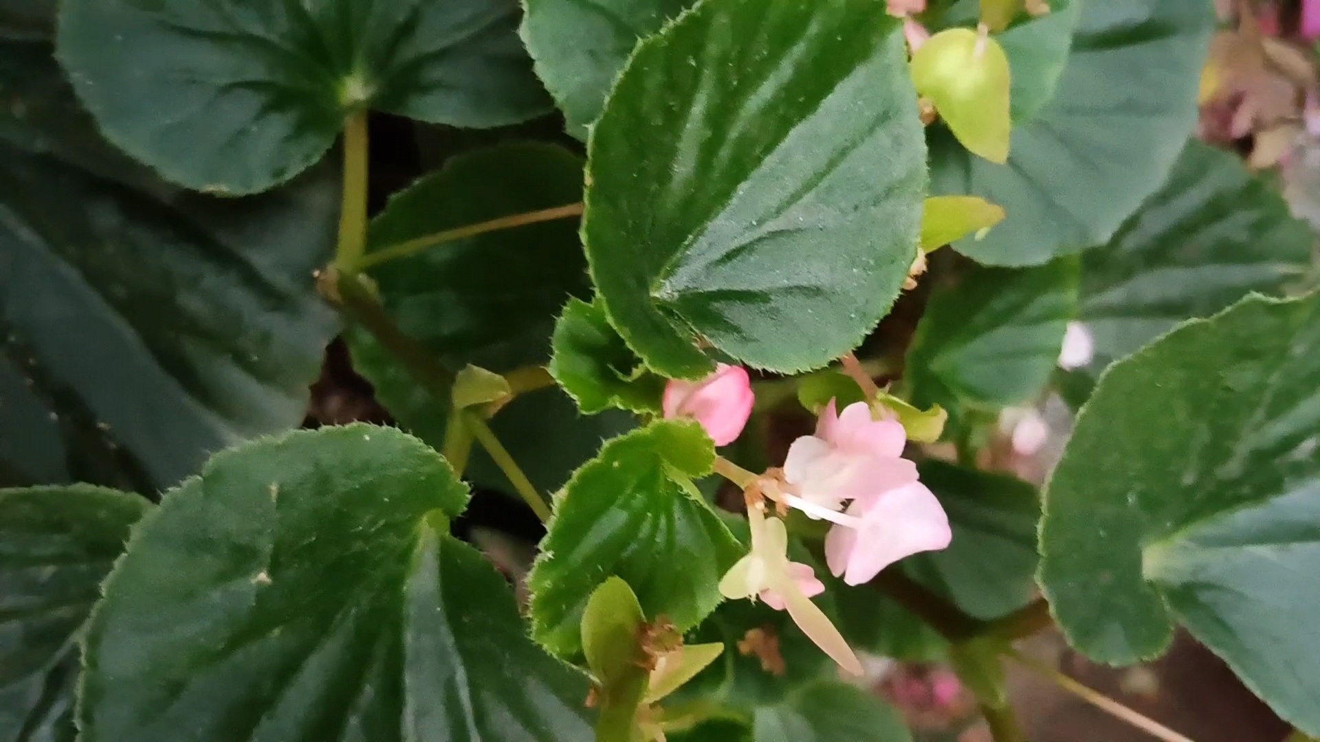 在这丛翠绿的四季海棠叶子中,粉白的花朵点缀其间,黄色花蕊更是点睛之