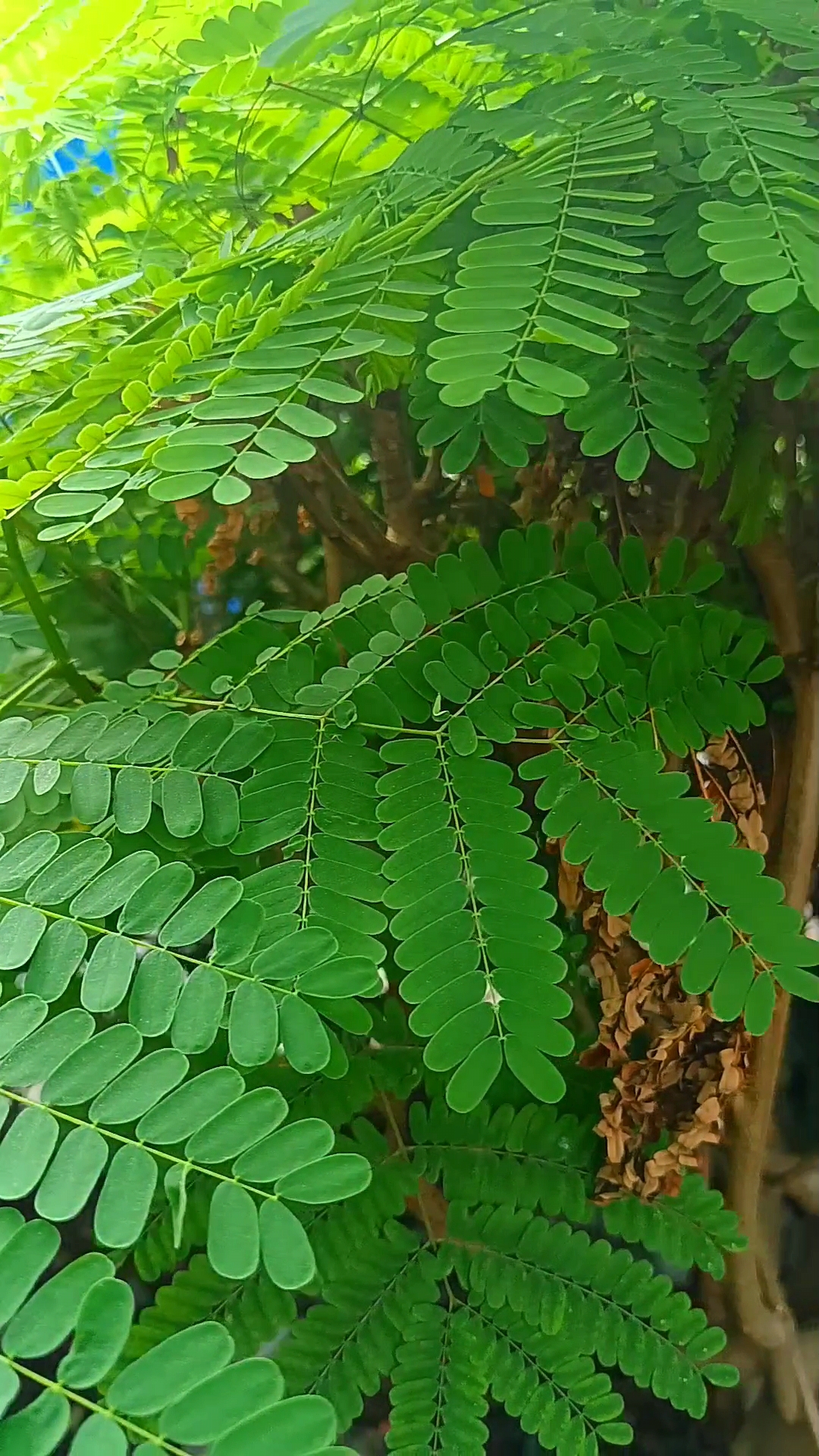 今日星座运势#凤凰木  每片叶子都是大自然的杰作, 它们独特的纹理