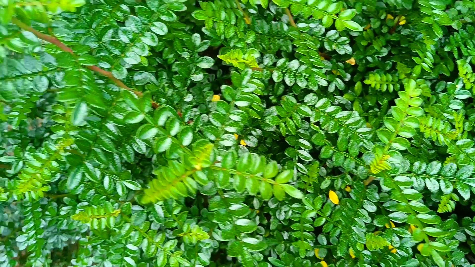 胡椒木叶子油光可鉴,漂亮吗?