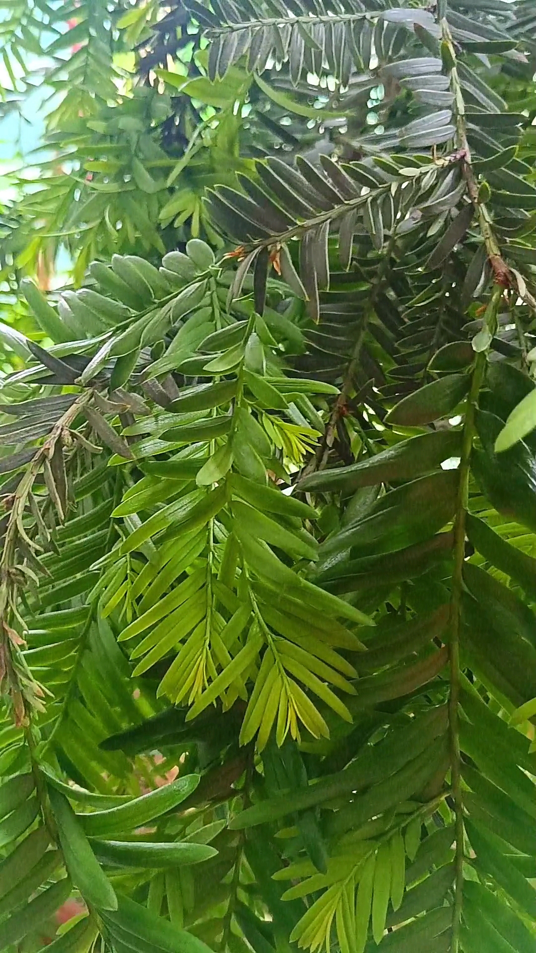 五一哪里最好玩# 9591探索自然之美,发现红豆杉叶子的独特魅力!