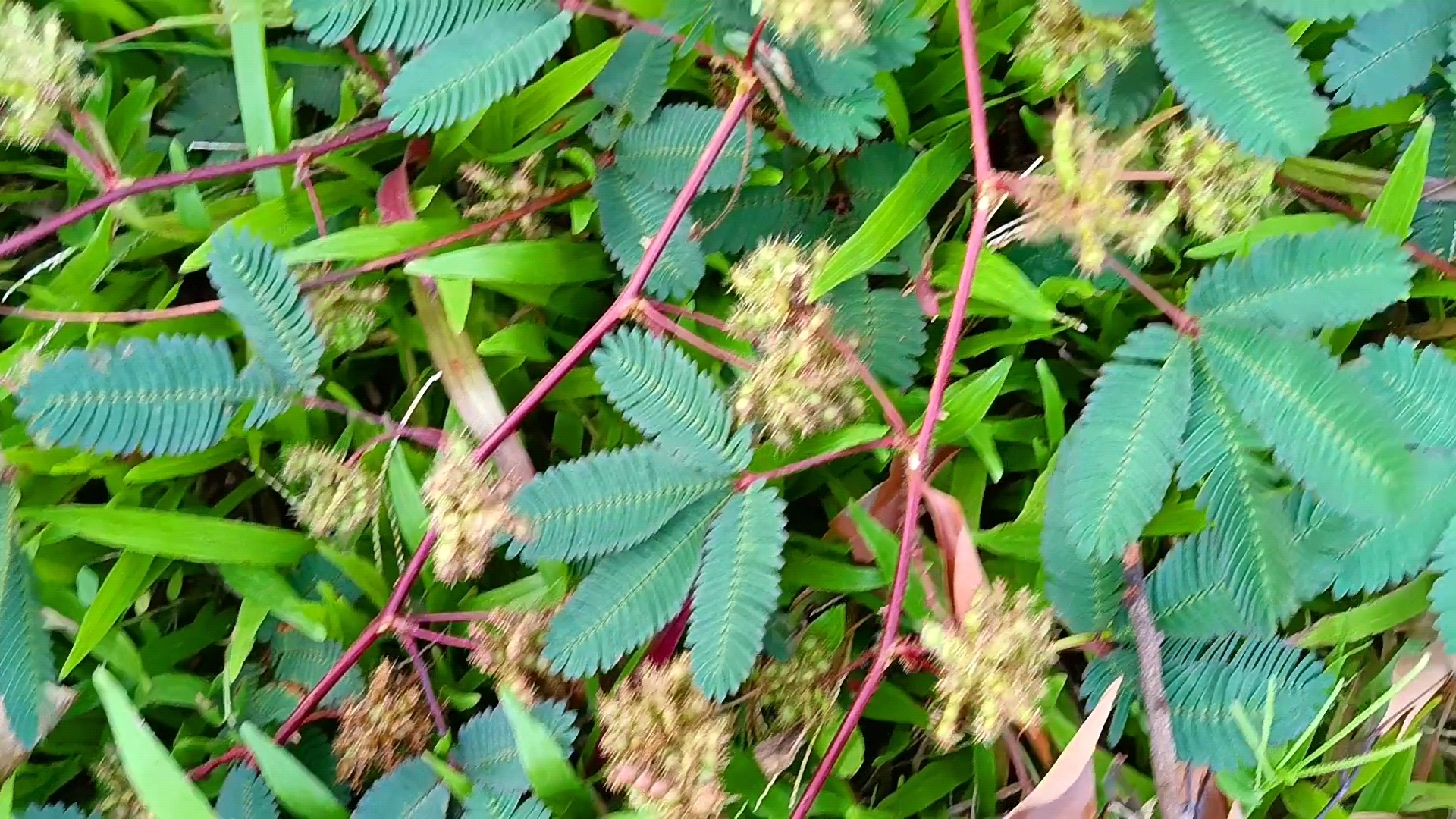 这就是含羞草的种子,一团团毛茸茸的豆荚,你见过吗?