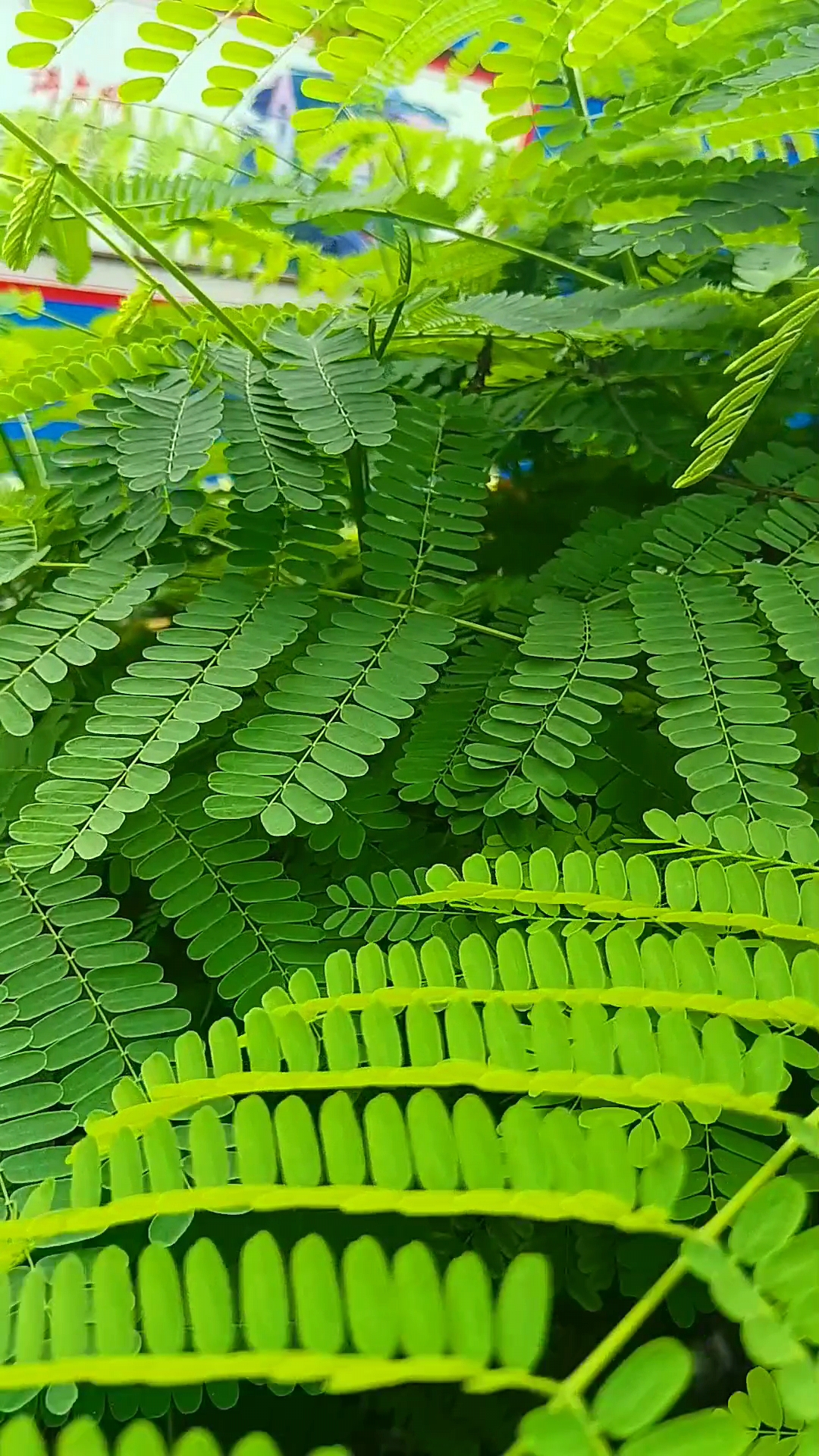 9891凤凰木是一款让我心动的绿色植物,它的叶子真的太美了!