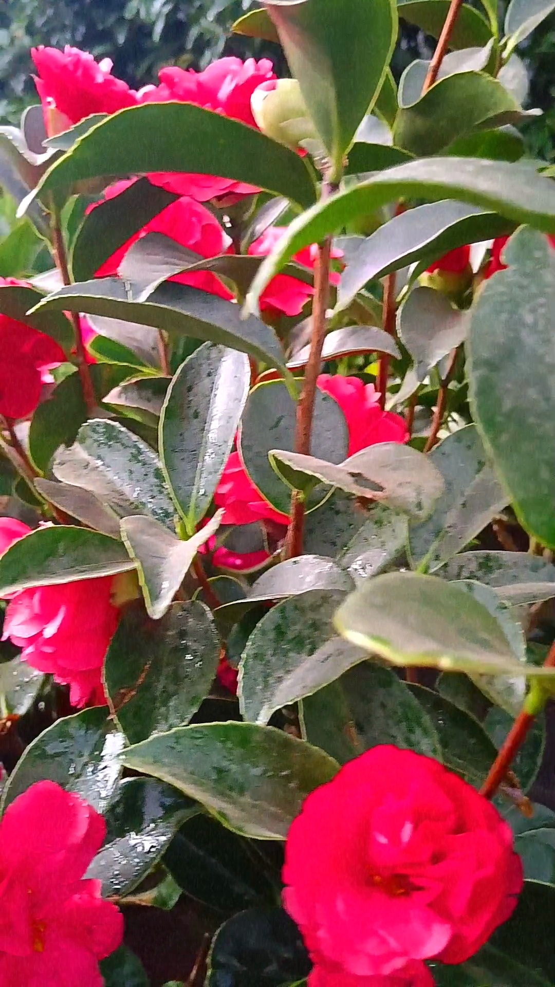 "春风拂面,万物复苏,山茶花生机盎然.