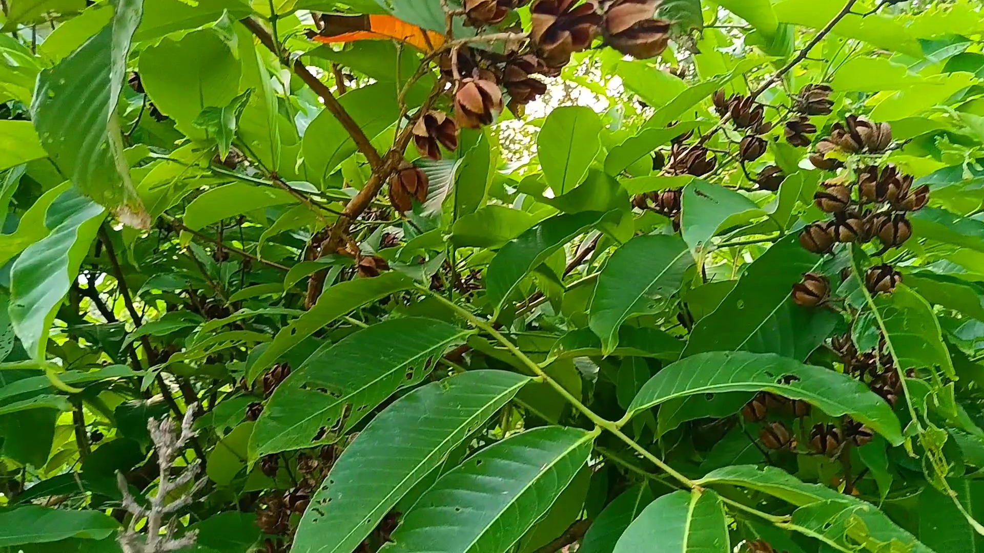 这个紫黑色像花一样的果子能吃吗?是什么果子呢?