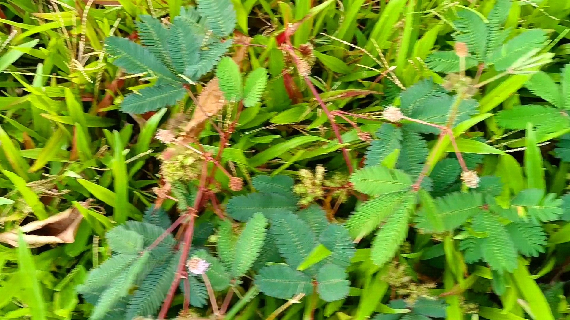 这就是含羞草的种子,一团团毛茸茸的豆荚,你见过吗?