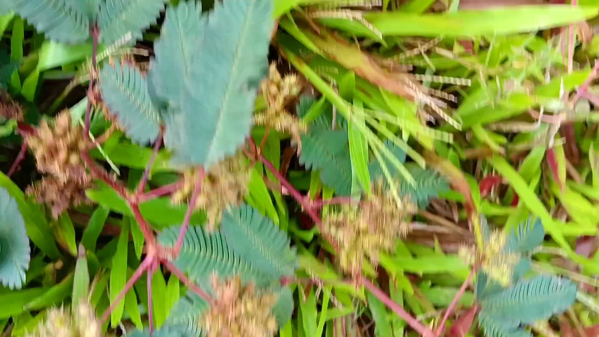 这就是含羞草的种子,一团团毛茸茸的豆荚,你见过吗?