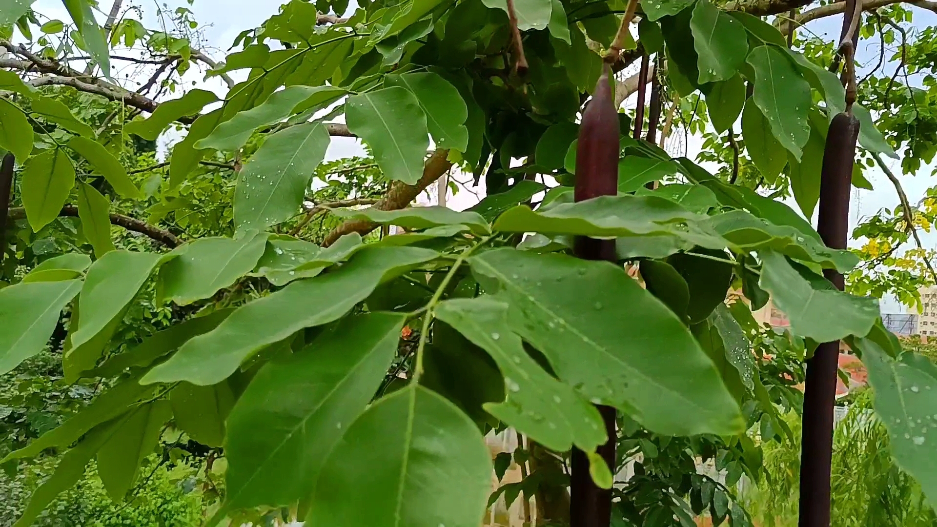 腊肠树的果实又黑又圆又长,很坚硬的,你见过吗?
