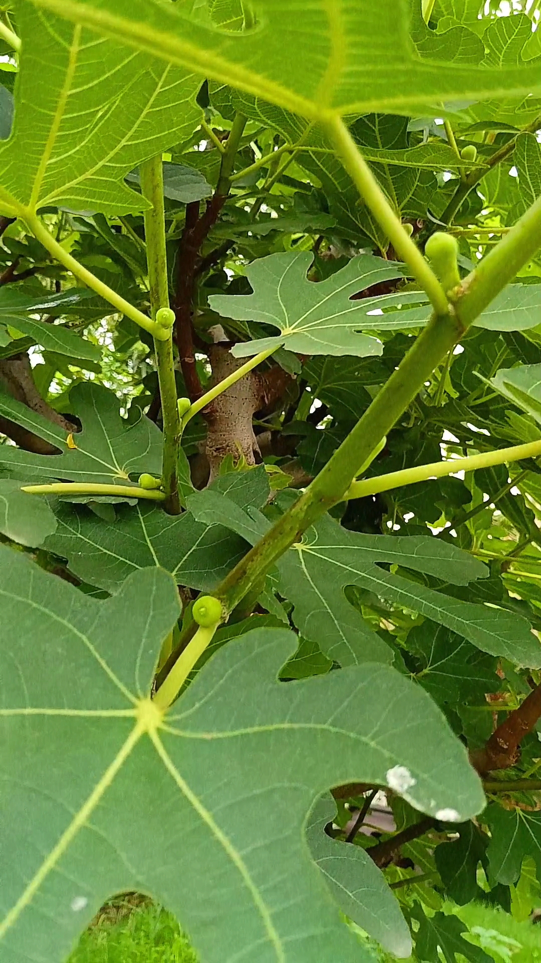 无花果图植株图片