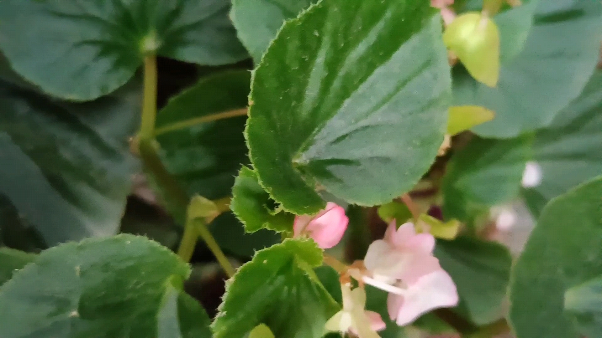 在这丛翠绿的四季海棠叶子中,粉白的花朵点缀其间,黄色花蕊更是点睛之