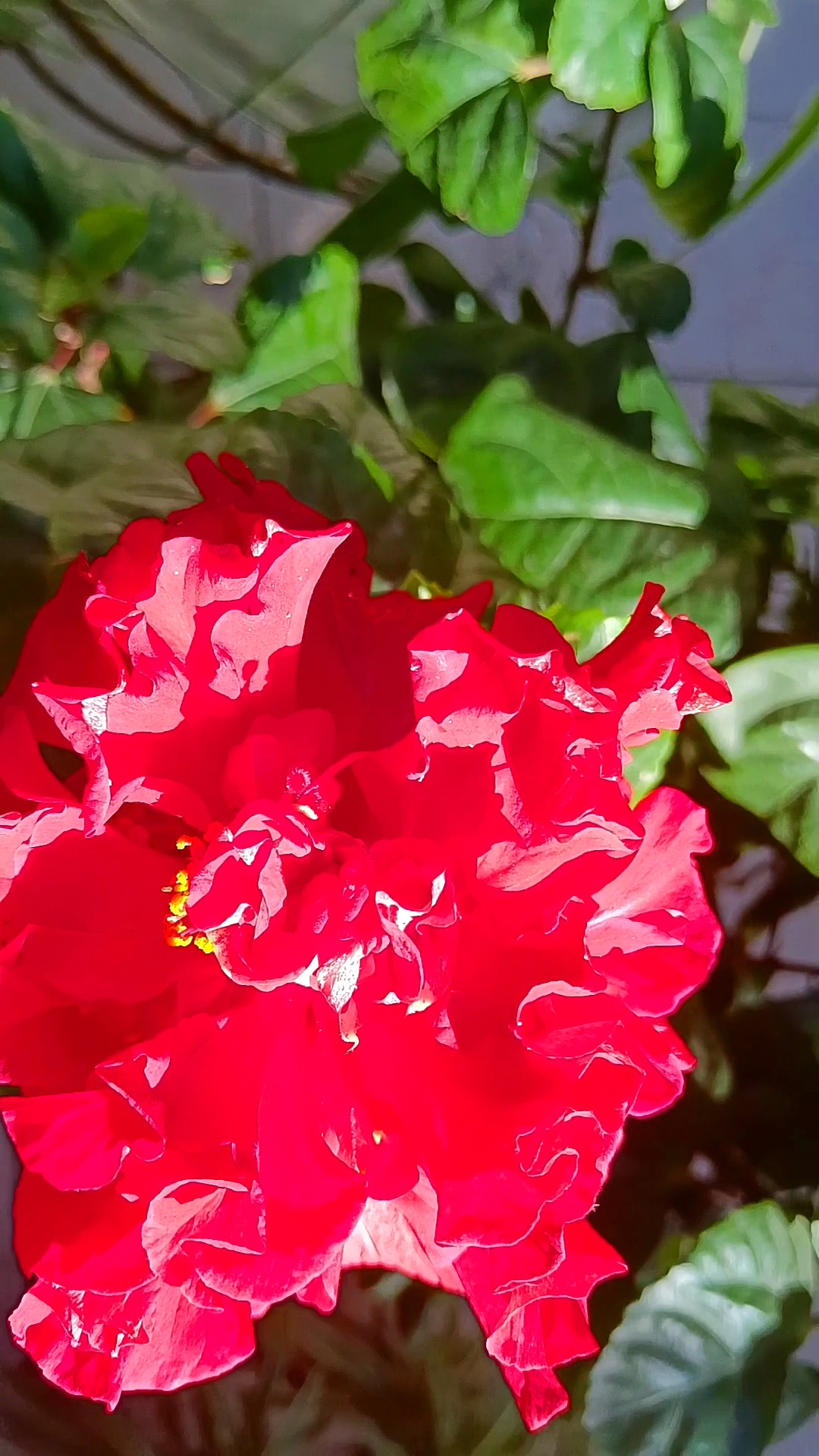 这朵盛开的红色的木槿花,在雨水的滋润下,更显娇艳.