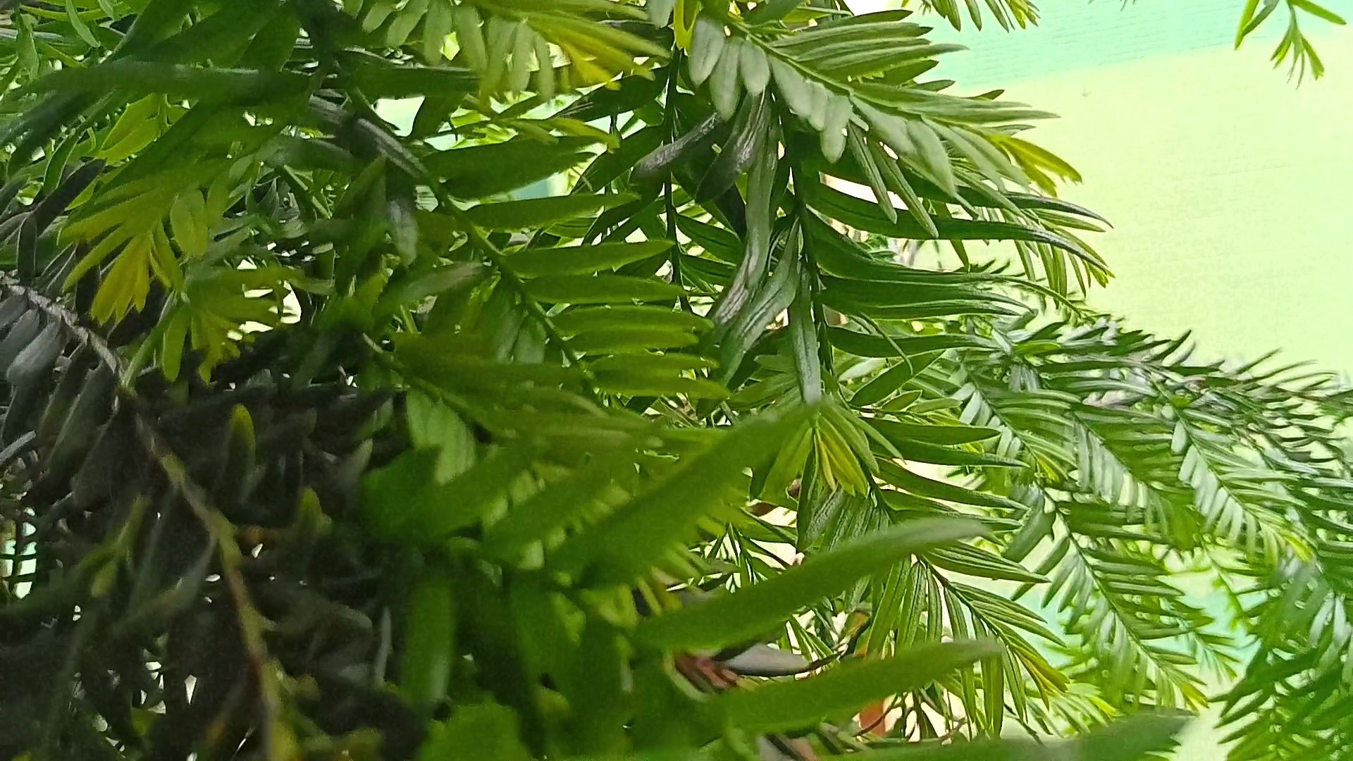 其实五一只有1天假期# 红豆杉叶子95真的好美啊!