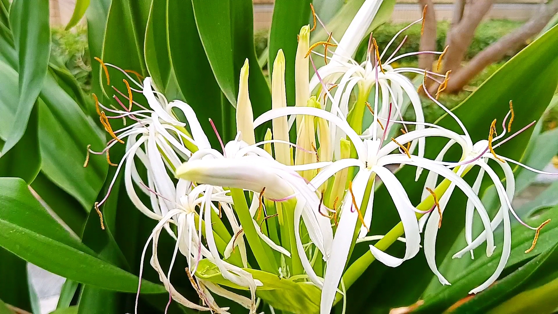 【静谧之花,唤醒初夏】  这株绿叶白花的文殊兰,花瓣长而呈扇形,花蕊