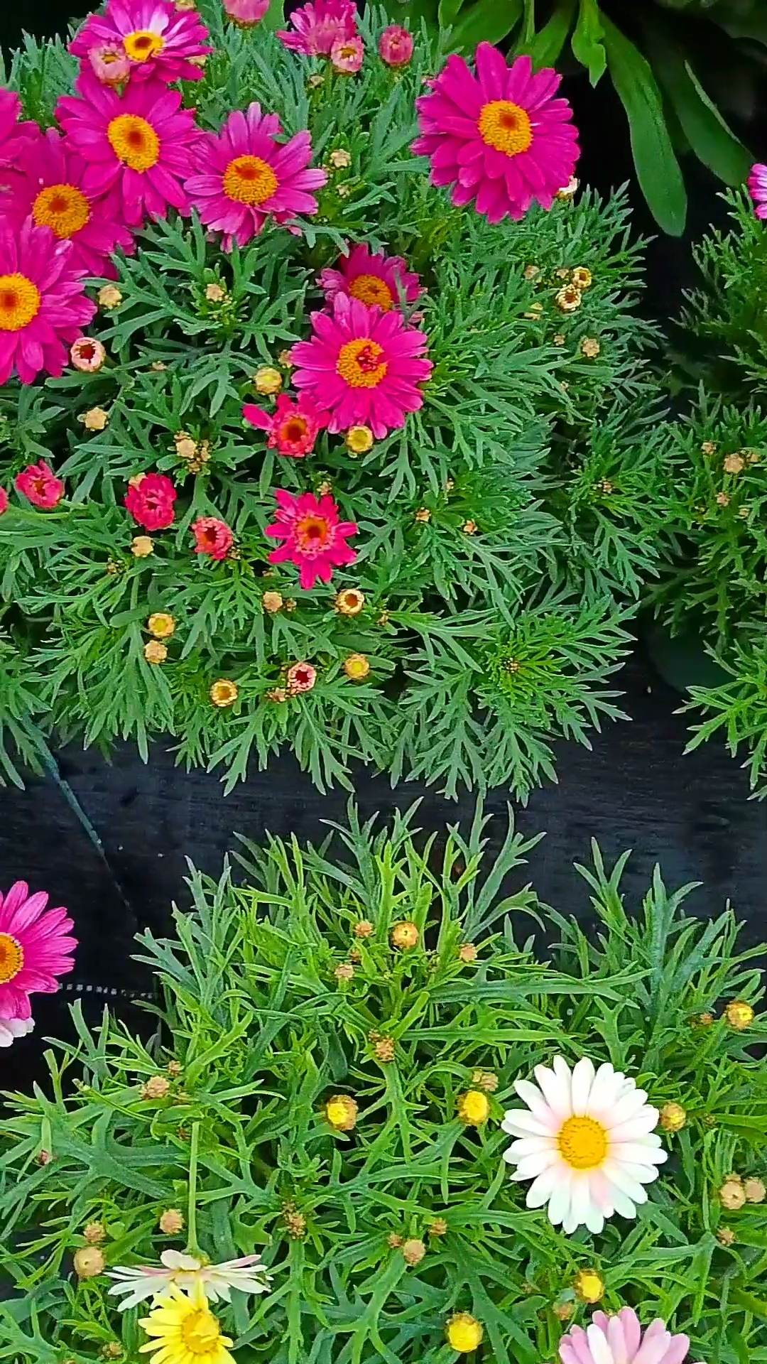 这些茼蒿菊真漂亮啊!94有的盛开了,有的凋谢了,但它们都很好看.