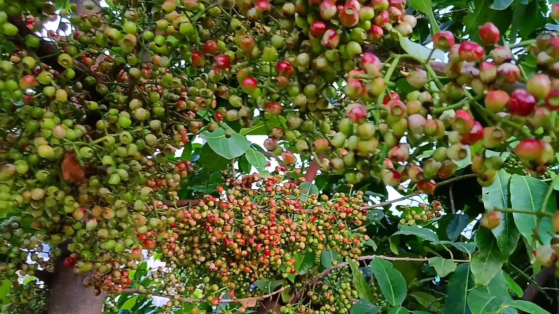 水翁属乔木,树皮褐灰色,叶子碧绿长卵形,先端尖尖的,花朵淡黄色一团团