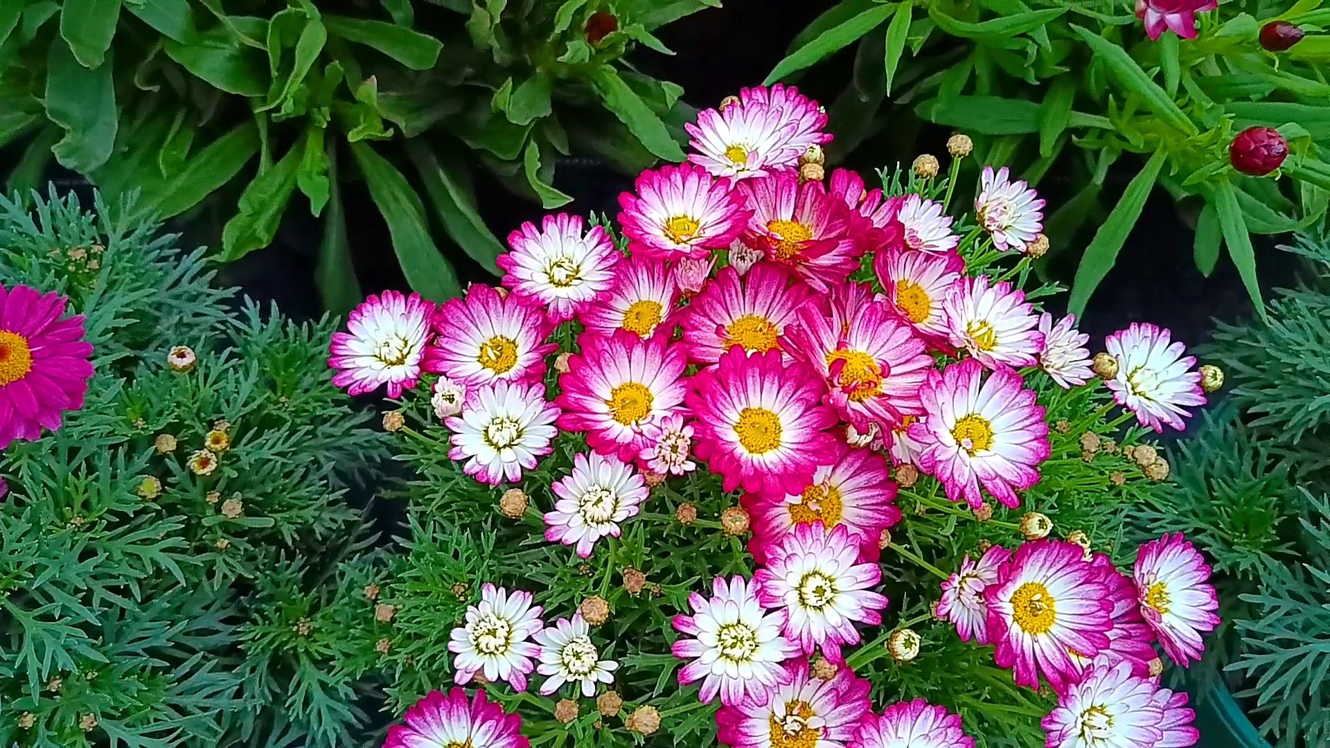 假如冬天有声音#99木茼蒿,真是一款让人一眼就爱上的植物!