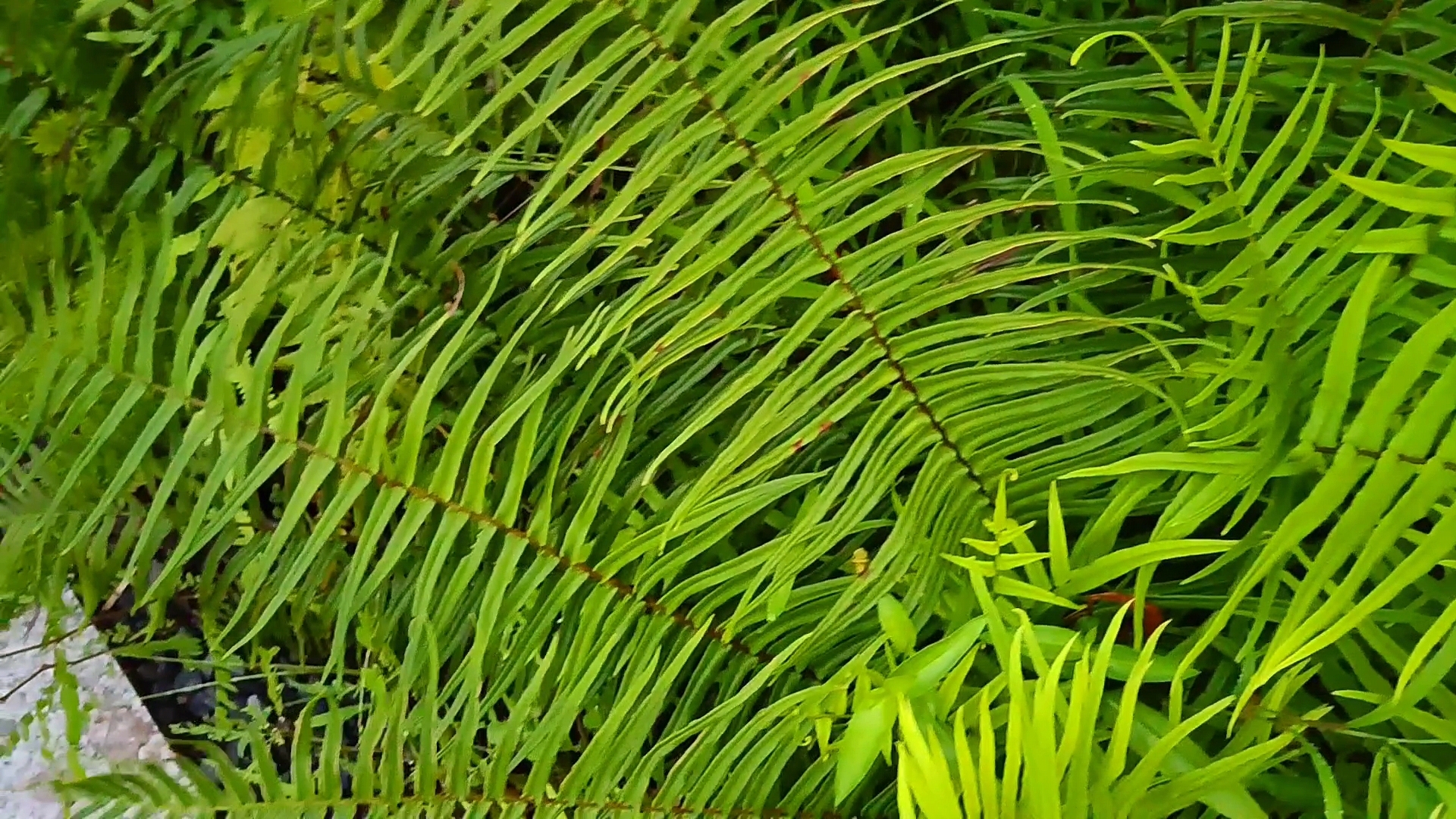 蜈蚣草叶子翠绿羽状,像鸟儿的翅膀,基部叶片缩小像蜈蚣的脚所以叫