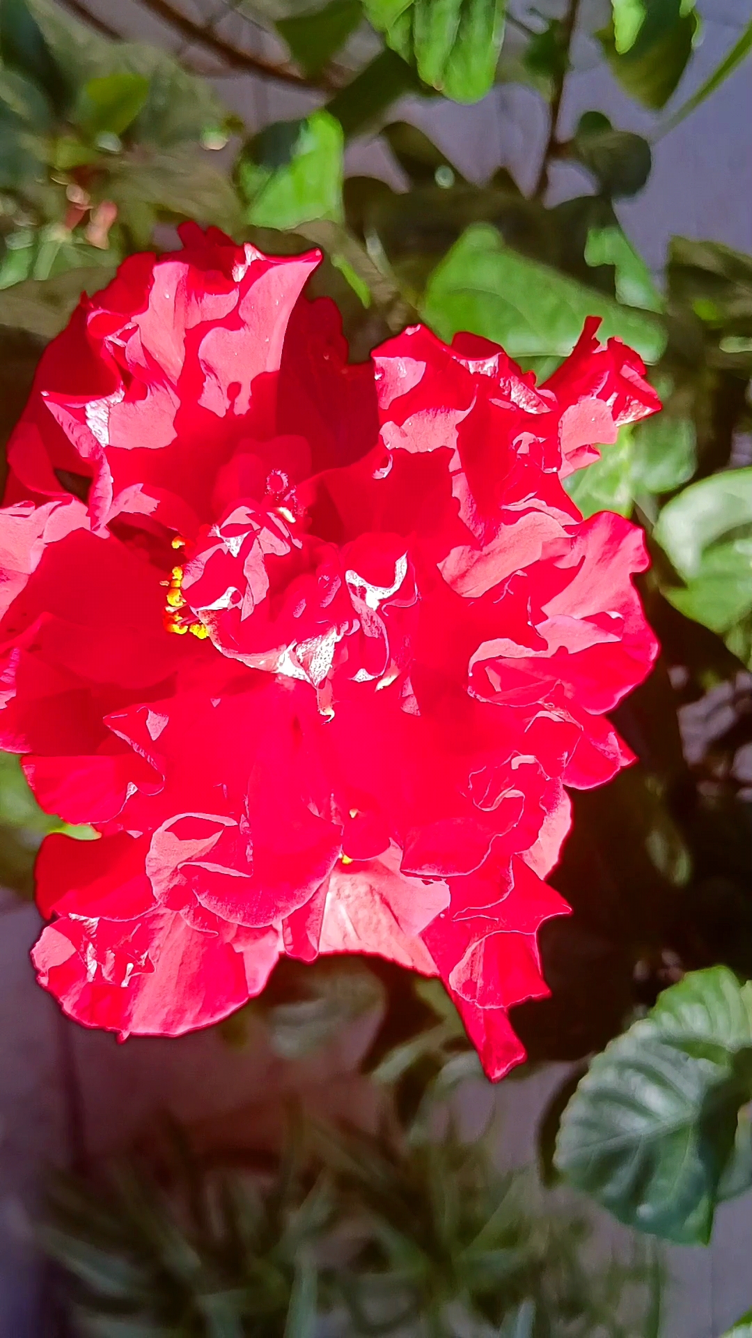 这朵盛开的红色的木槿花,在雨水的滋润下,更显娇艳.