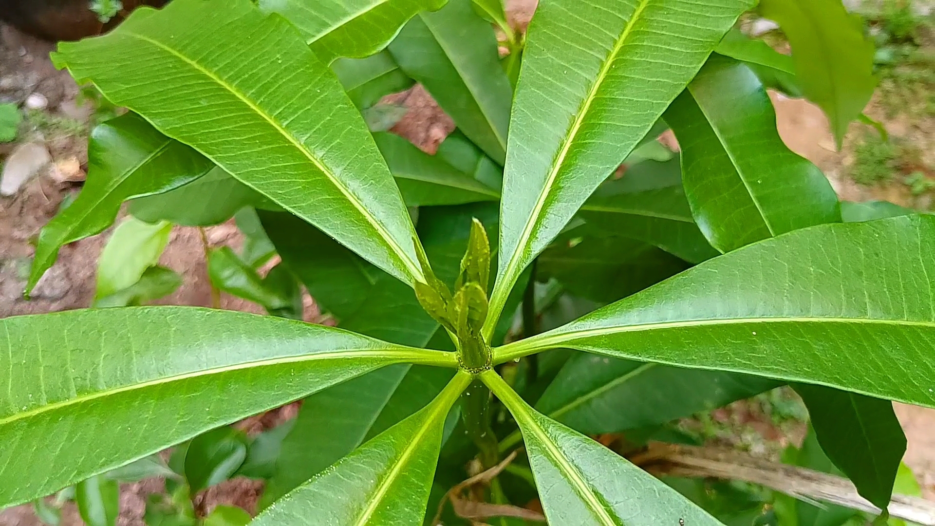 灯架树,像灯架吗?