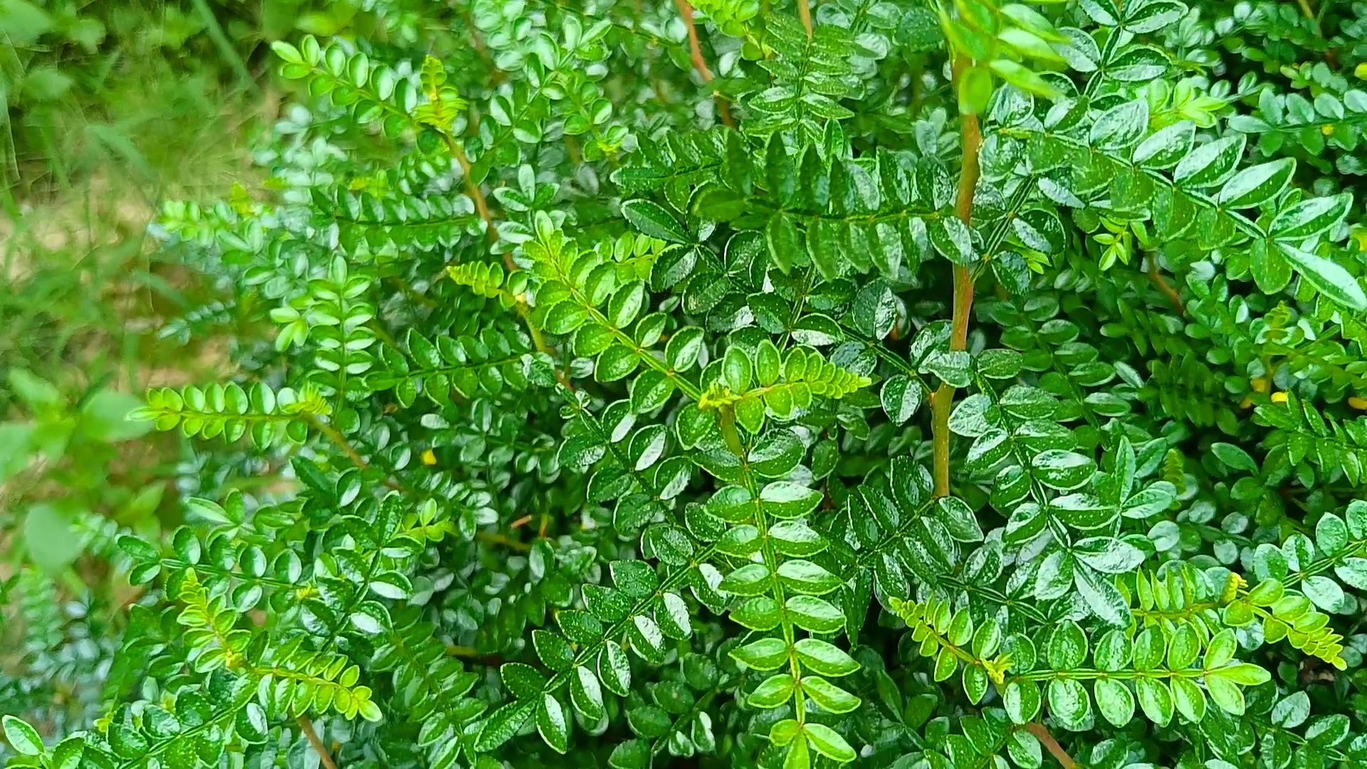 胡椒木叶子油光可鉴,漂亮吗?