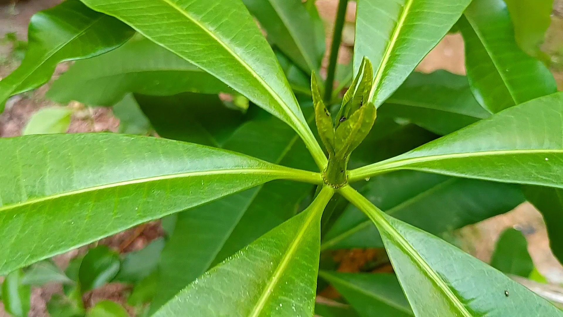 灯架树,像灯架吗?