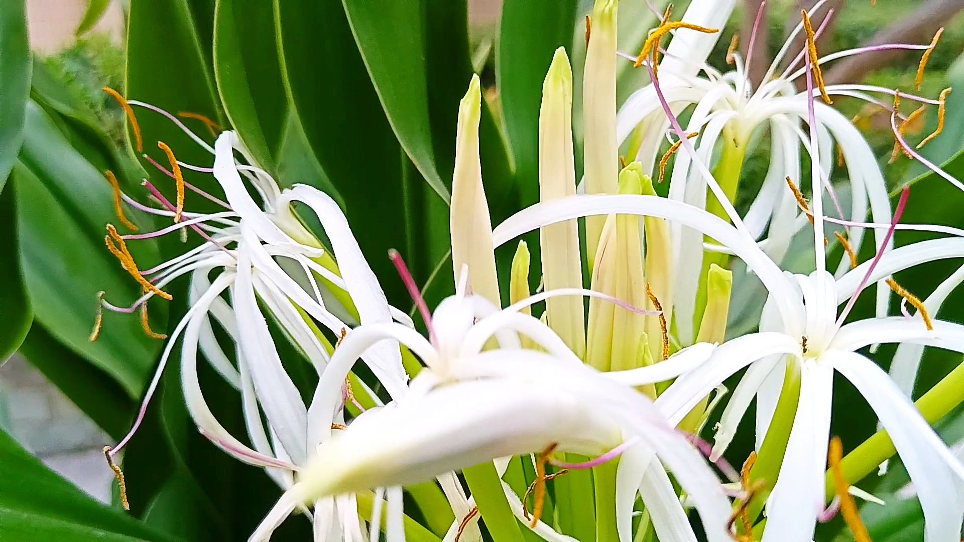 【静谧之花,唤醒初夏】  这株绿叶白花的文殊兰,花瓣长而呈扇形,花蕊