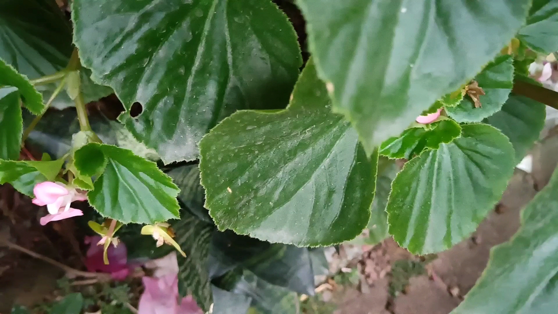 哇,这个植物四季海棠好特别啊!它的叶子好大呀,就像一把绿色的大扇子.