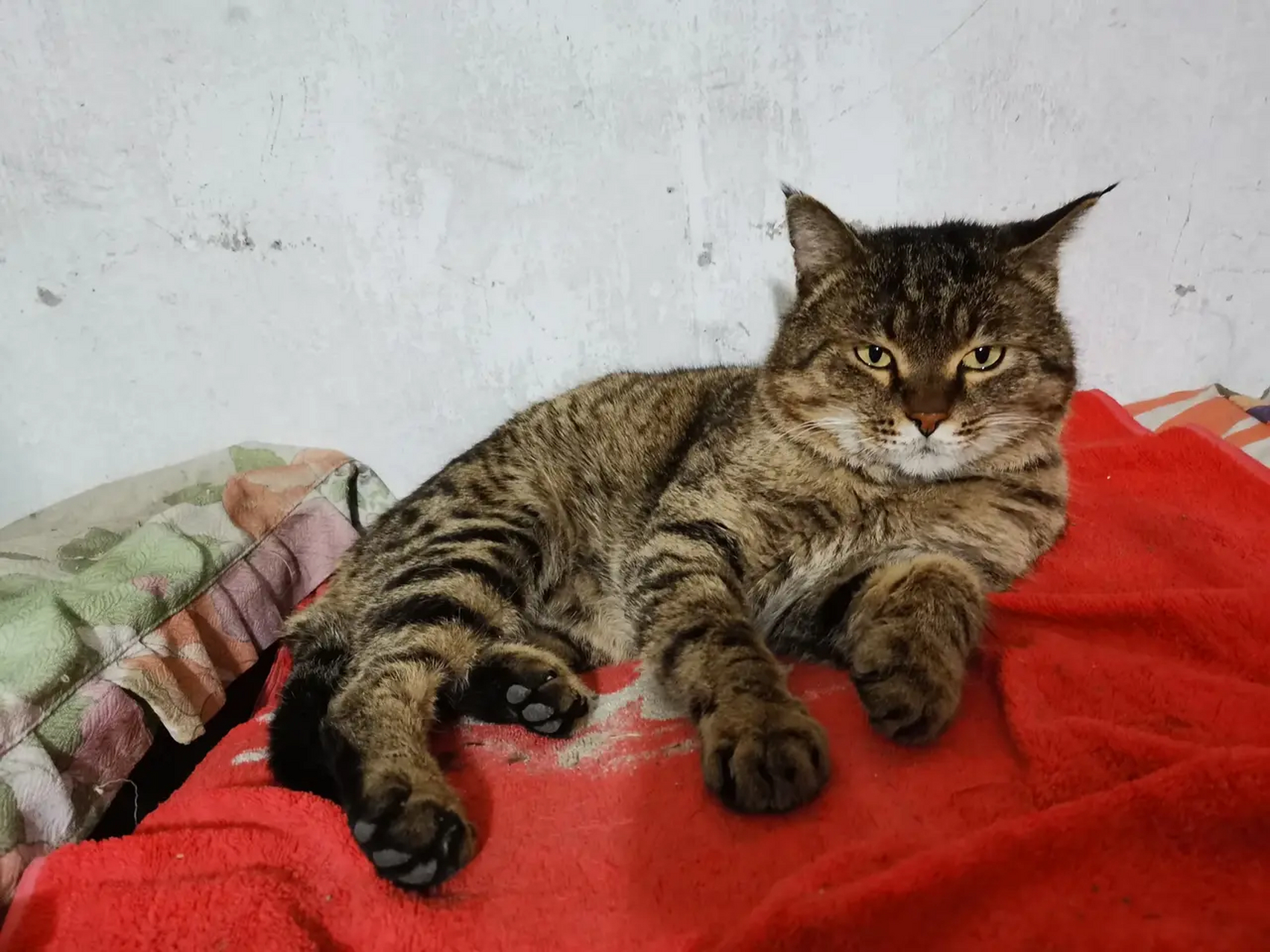 这是小区里曾经的猫王大狸花猫,被弃养胖猫打败了,现在见不到了,他在