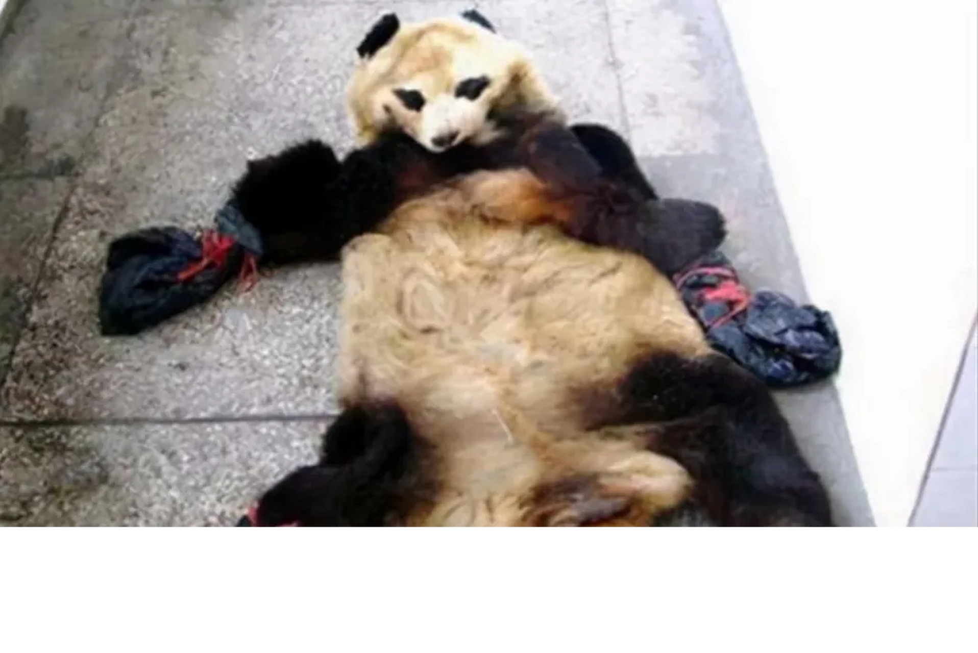 熊猫肉 屠宰图片